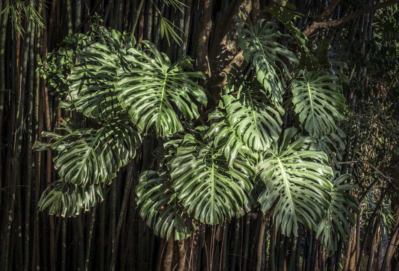 Daniel Mansur, In Paradisum #16, Rainforest, Brazil Daniel Mansur, In Paradisum #16, Rainforest, Brazil