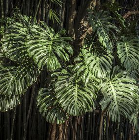 Photography, In Paradisum #16, Rainforest, Brazil, Daniel Mansur