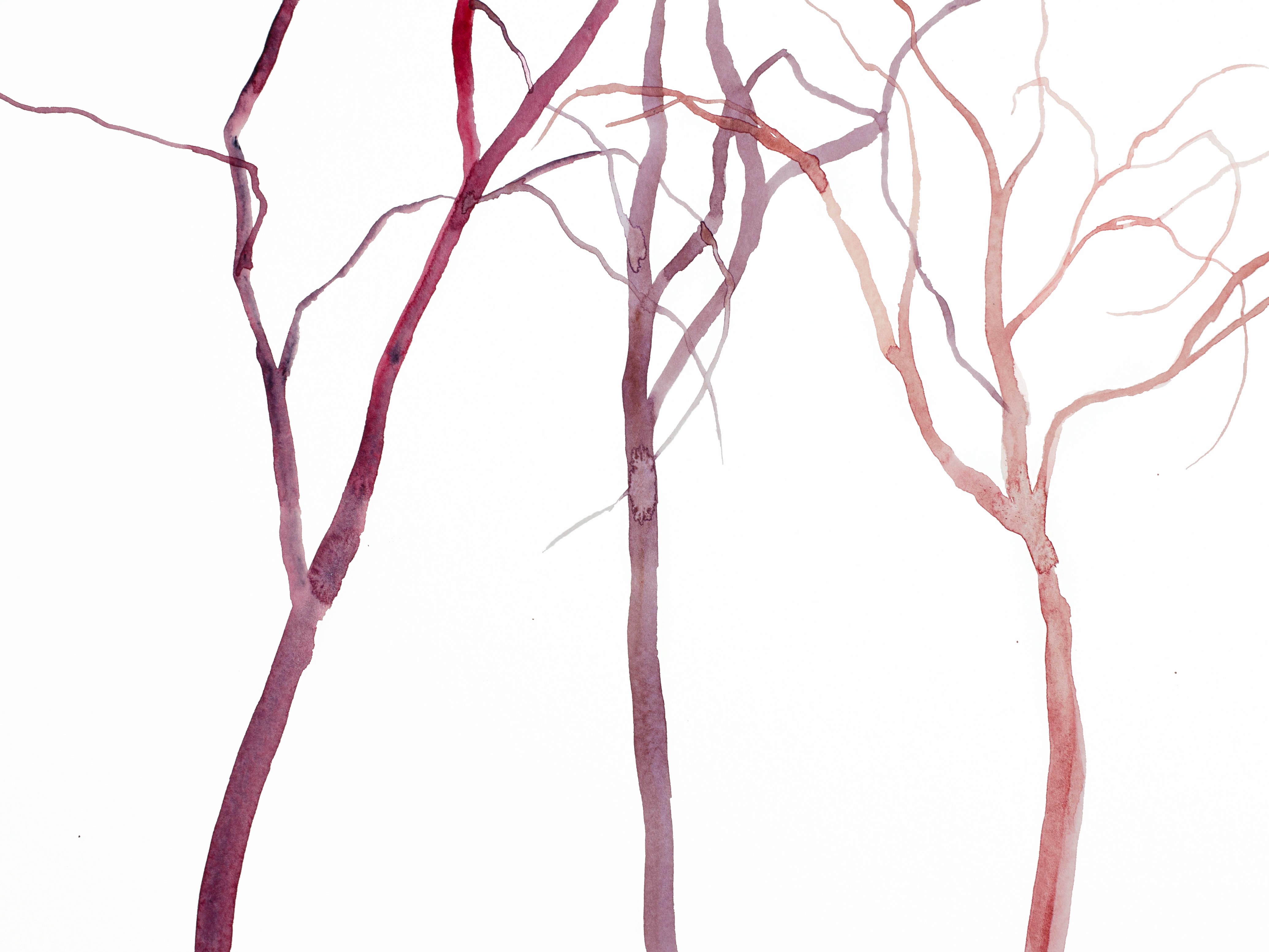 Elizabeth Becker, Tree Study No. 39 Elizabeth Becker, Tree Study No. 39