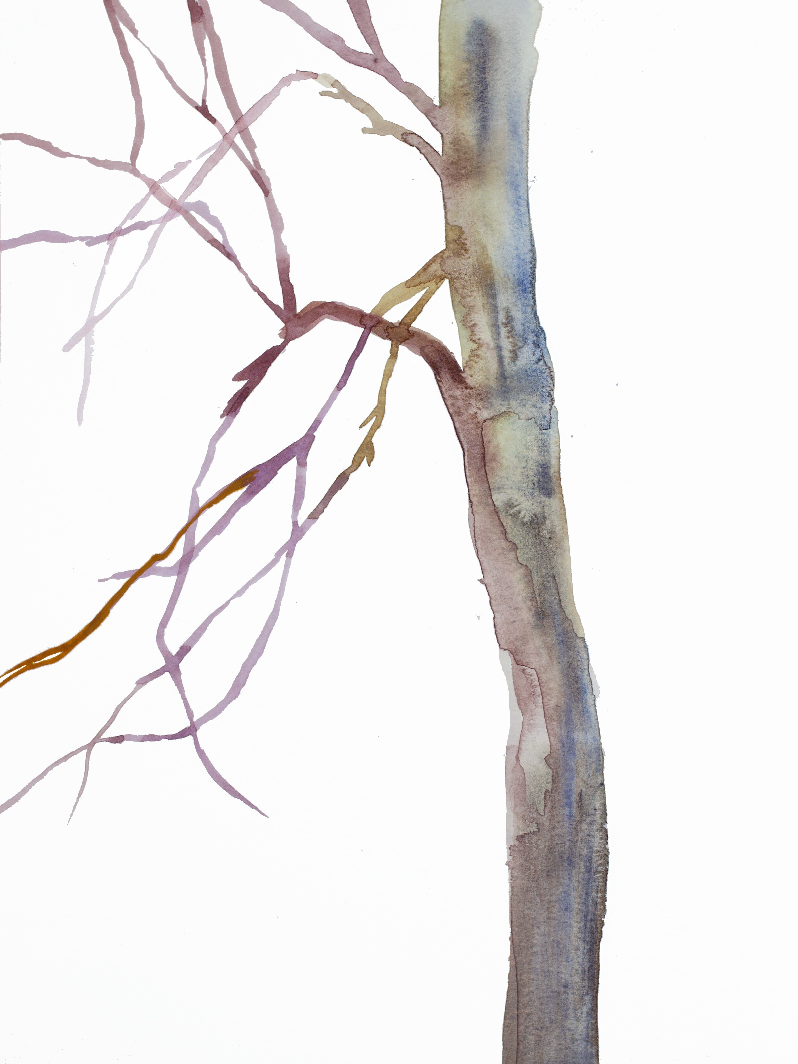 Elizabeth Becker, Tree Study No. 41 Elizabeth Becker, Tree Study No. 41
