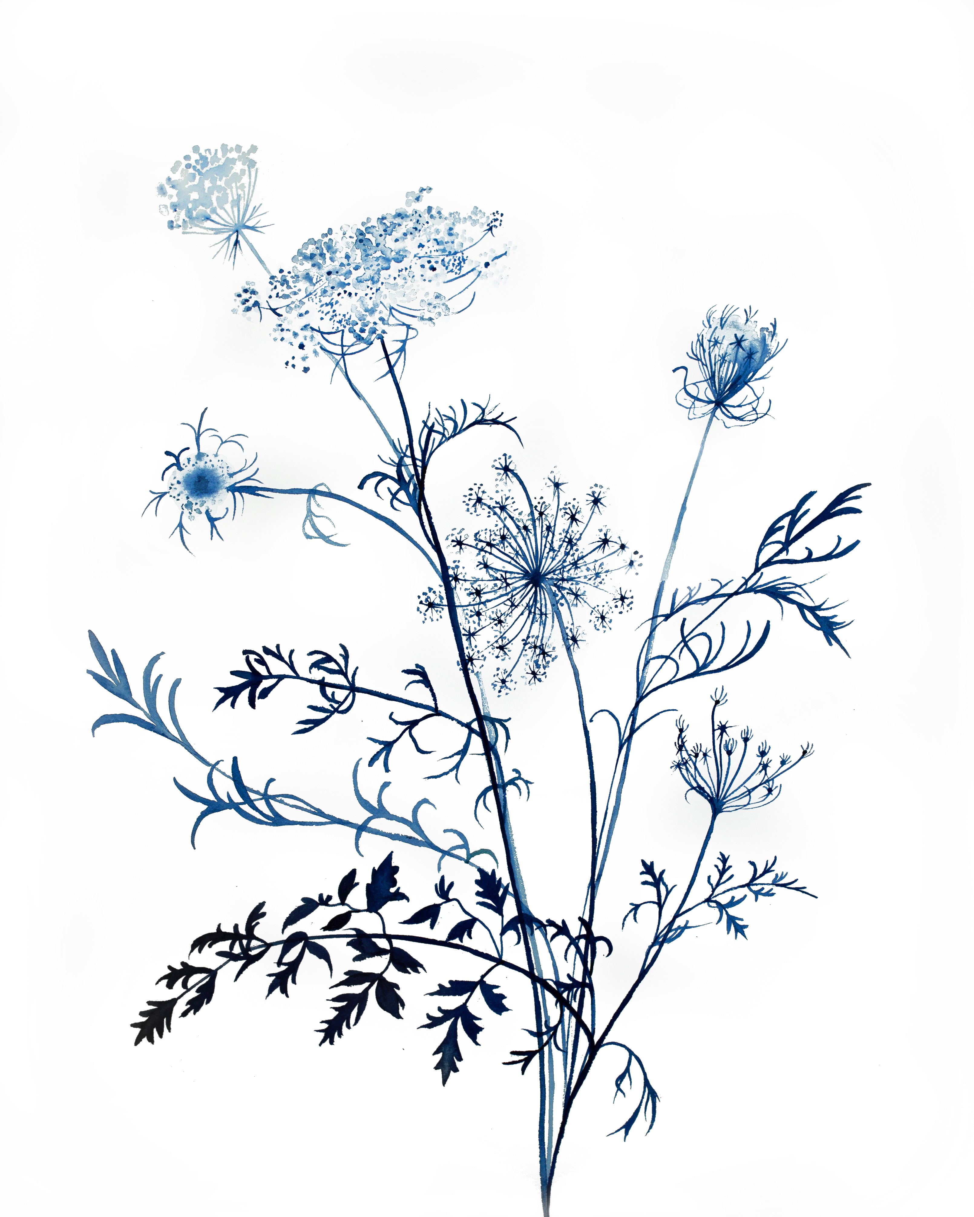 Elizabeth Becker, Queen Anne's Lace No. 11 Elizabeth Becker, Queen Anne's Lace No. 11