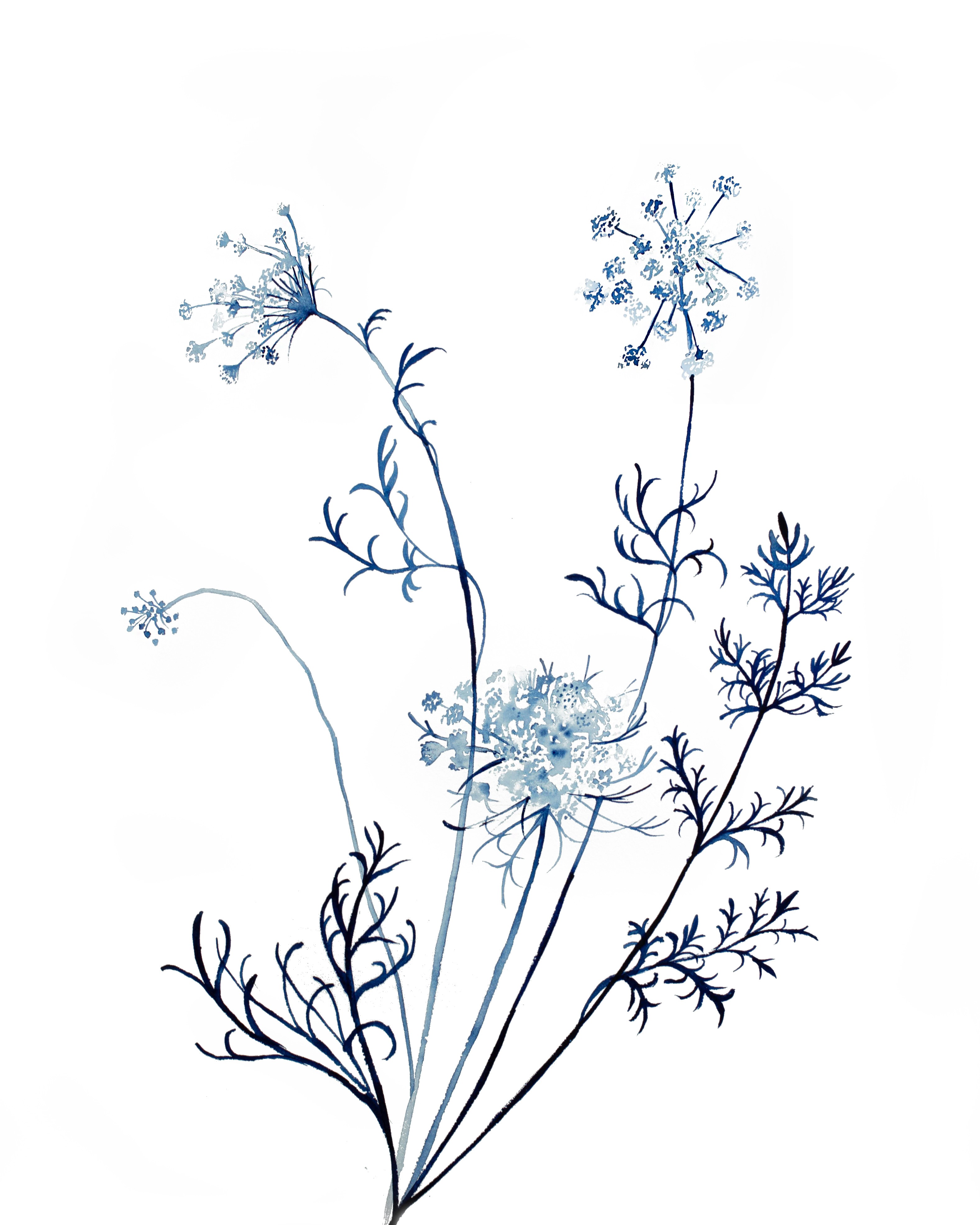 Elizabeth Becker, Queen Anne's Lace No. 12 Elizabeth Becker, Queen Anne's Lace No. 12