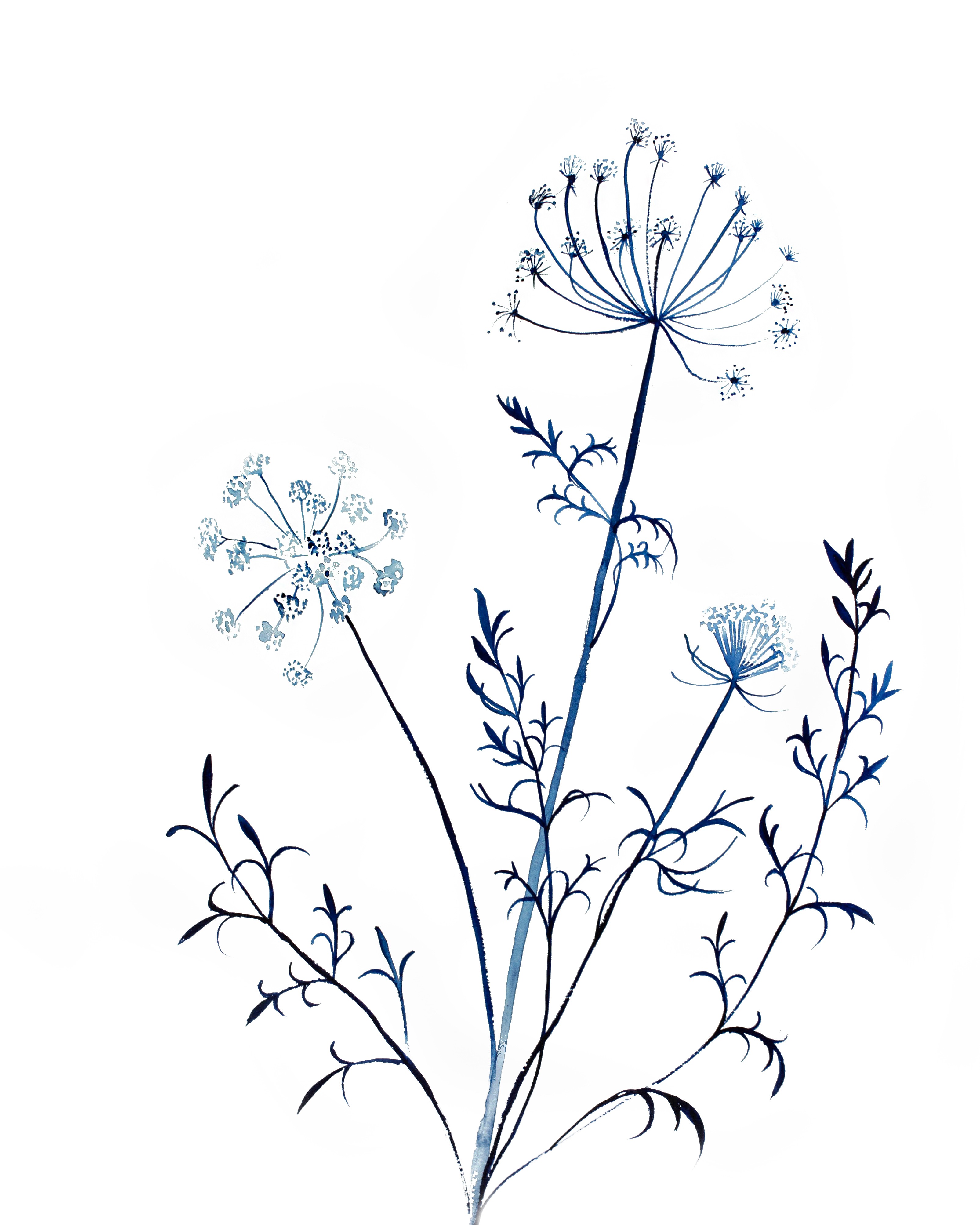 Elizabeth Becker, Queen Anne's Lace No. 13 Elizabeth Becker, Queen Anne's Lace No. 13