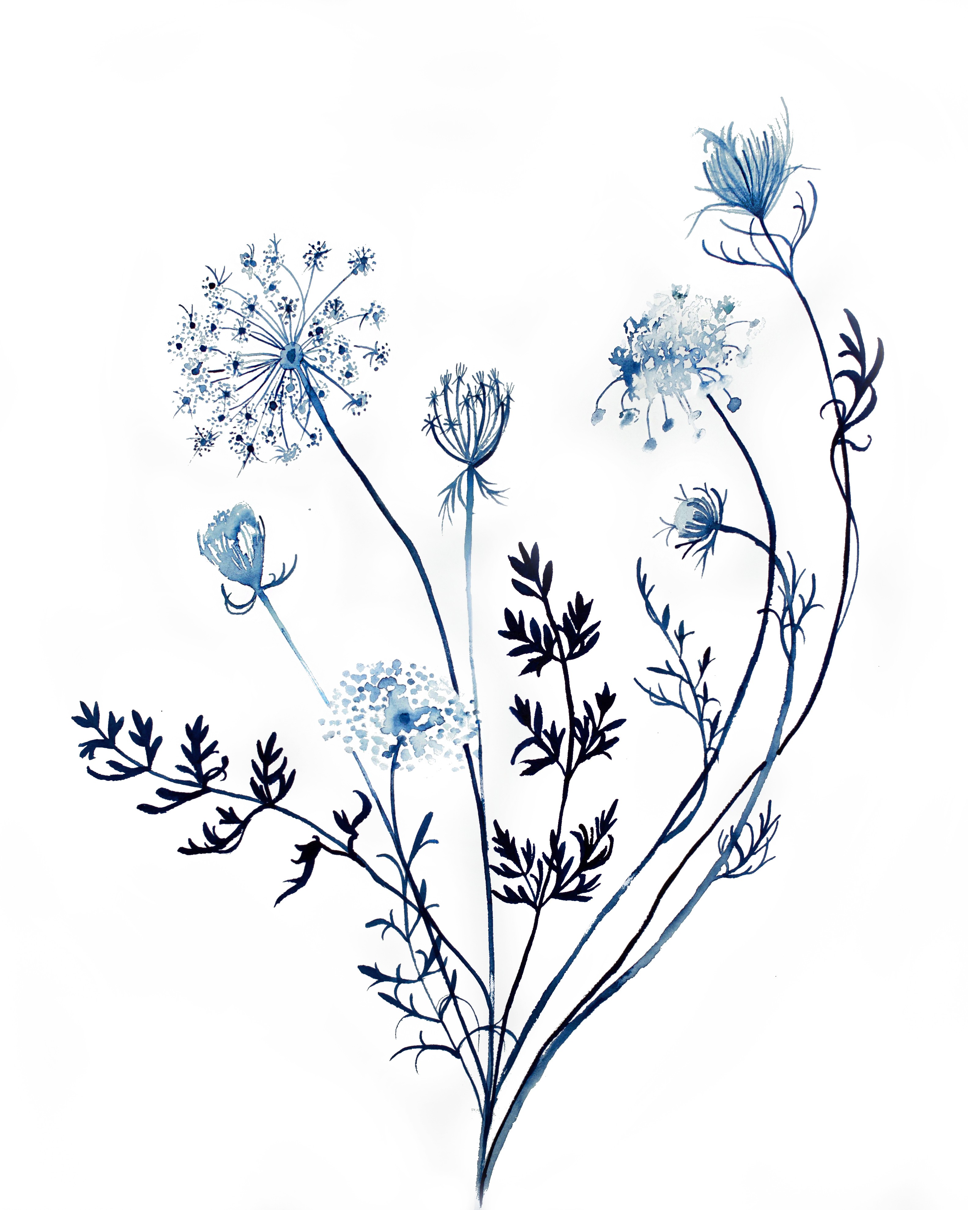 Queen Anne's Lace and Chicory - Print – the bobbi becker gallery