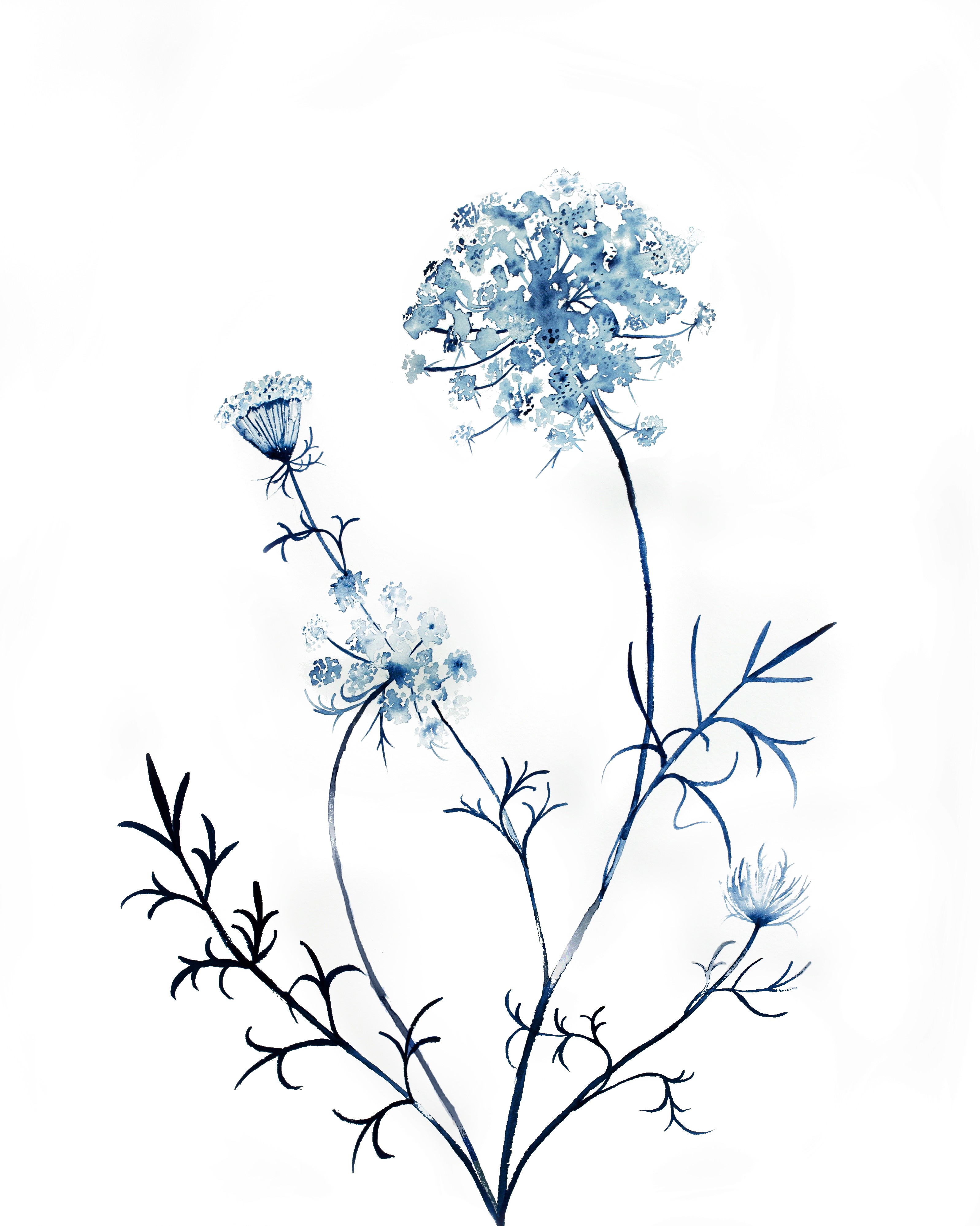 Elizabeth Becker, Queen Anne's Lace No. 15 Elizabeth Becker, Queen Anne's Lace No. 15