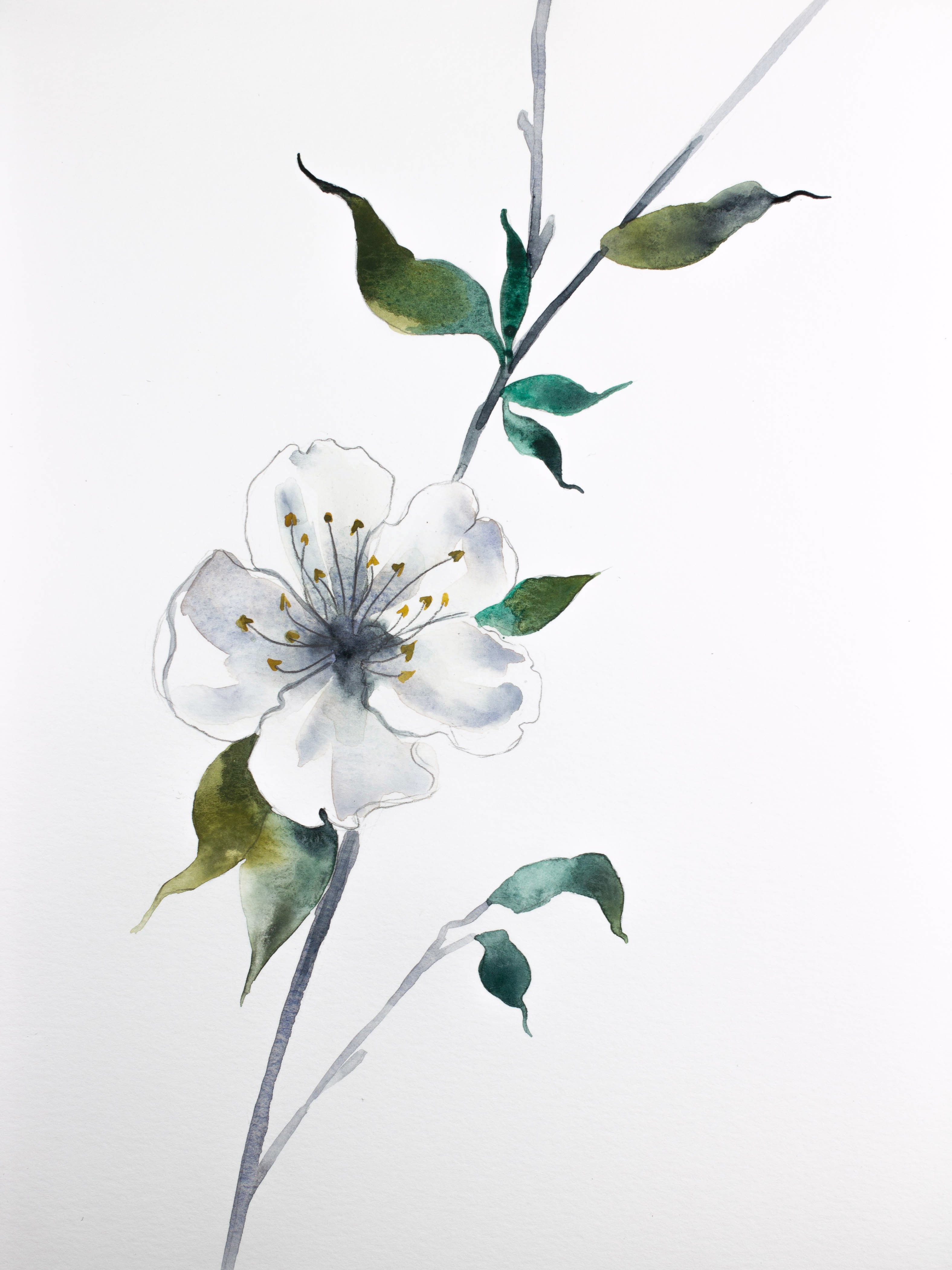 Elizabeth Becker, Cherry Blossom No. 29 Elizabeth Becker, Cherry Blossom No. 29