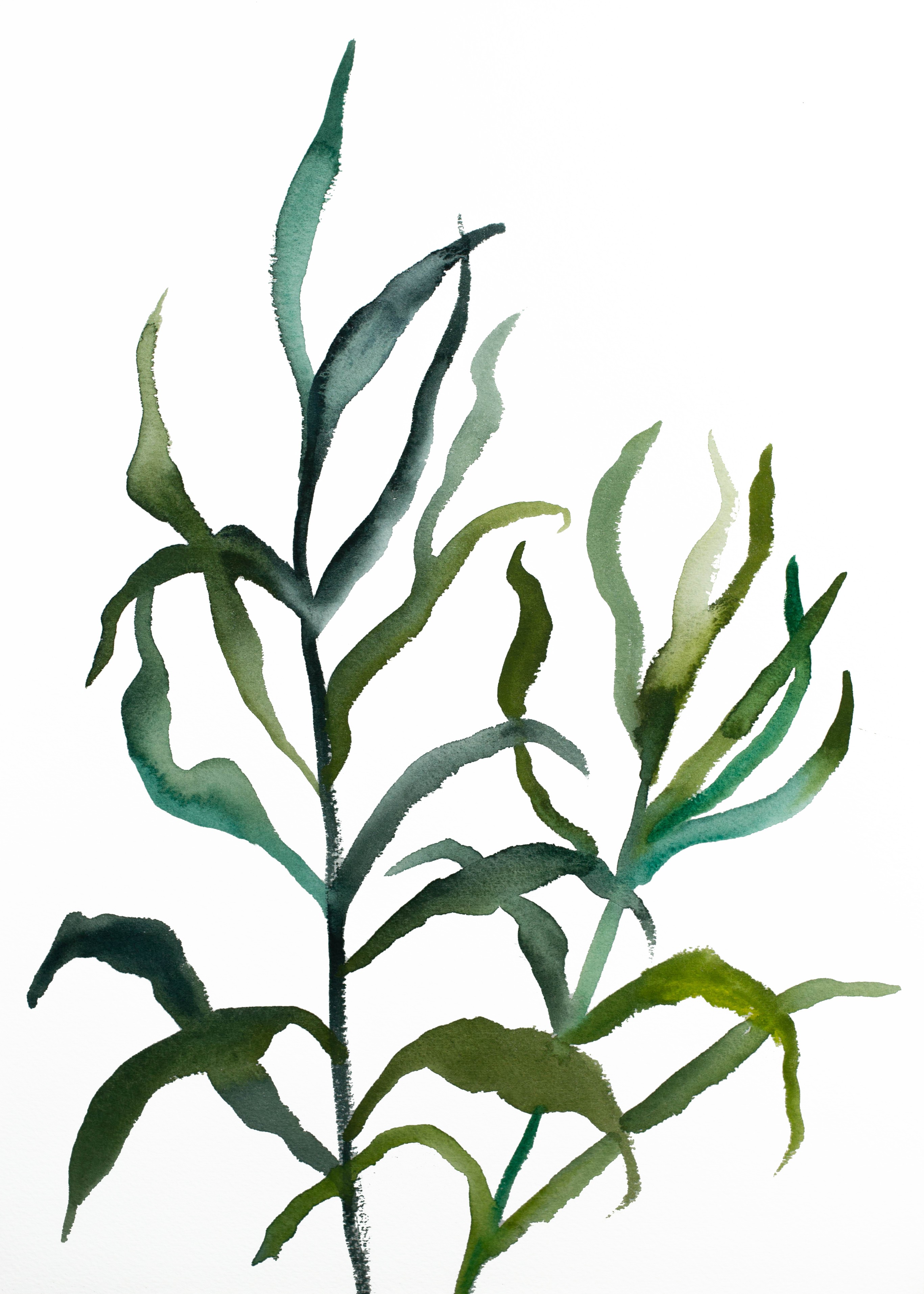 Elizabeth Becker, Plant Study No. 105 Elizabeth Becker, Plant Study No. 105