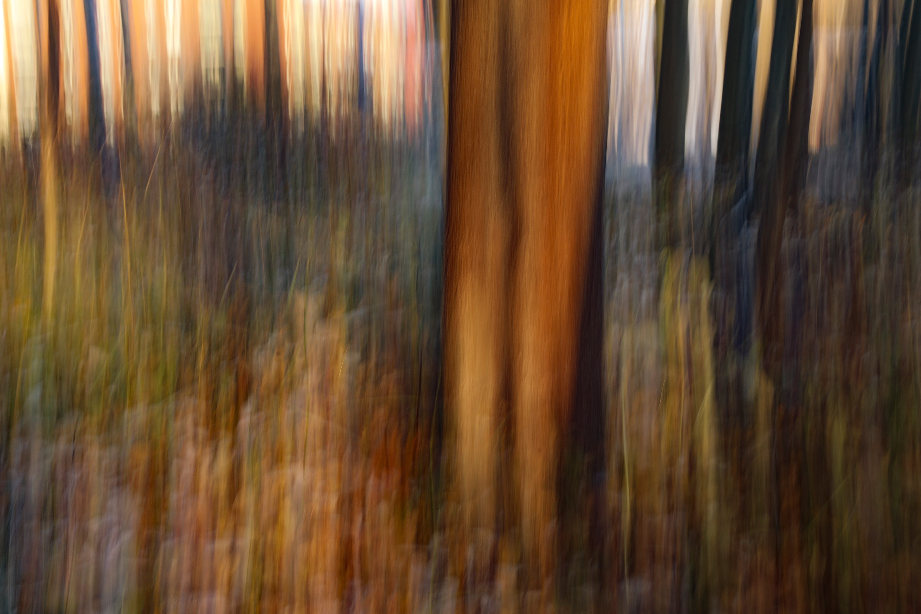 Tommi Anttonen, The trees.3 Tommi Anttonen, The trees.3