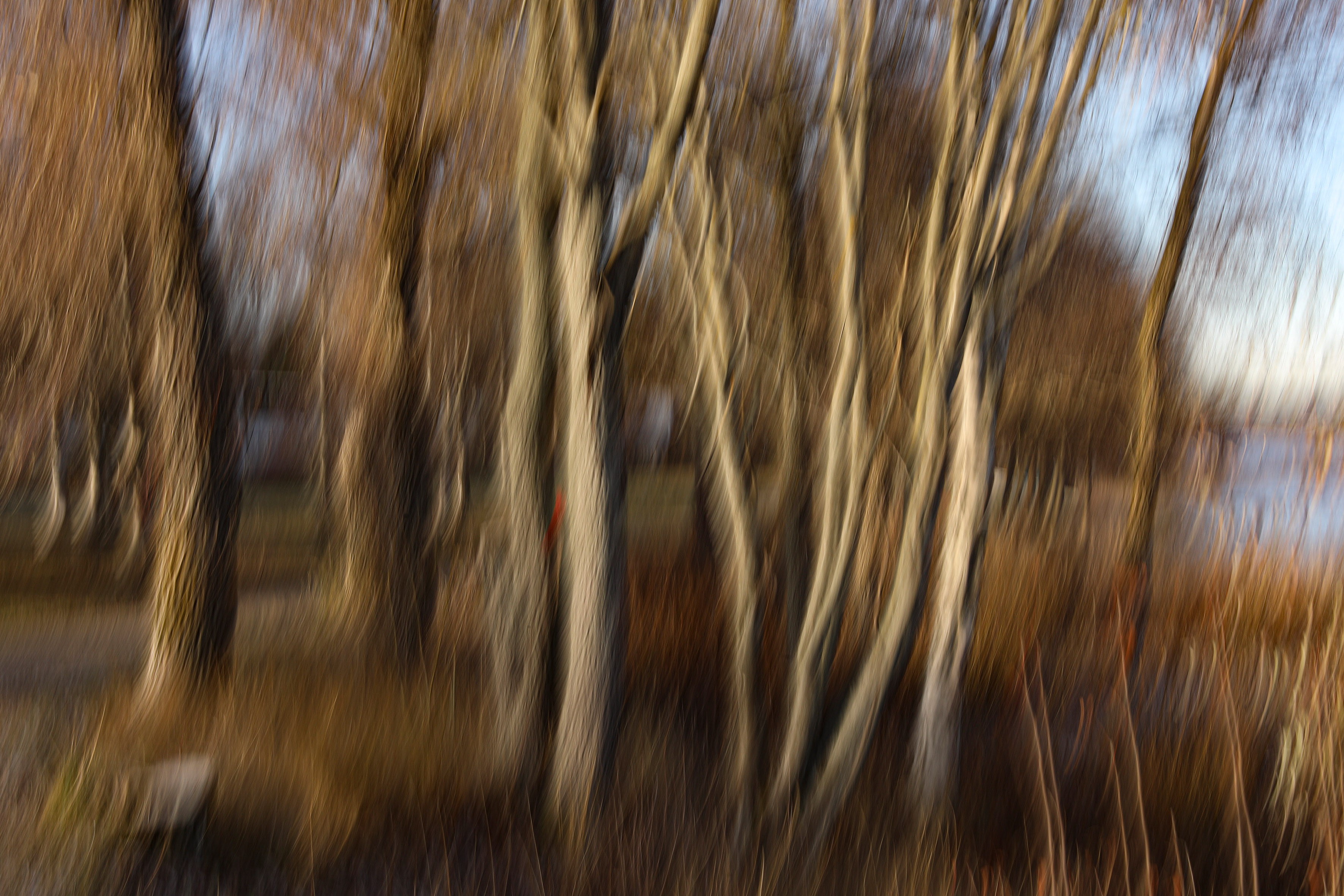 Tommi Anttonen, The trees.2 Tommi Anttonen, The trees.2