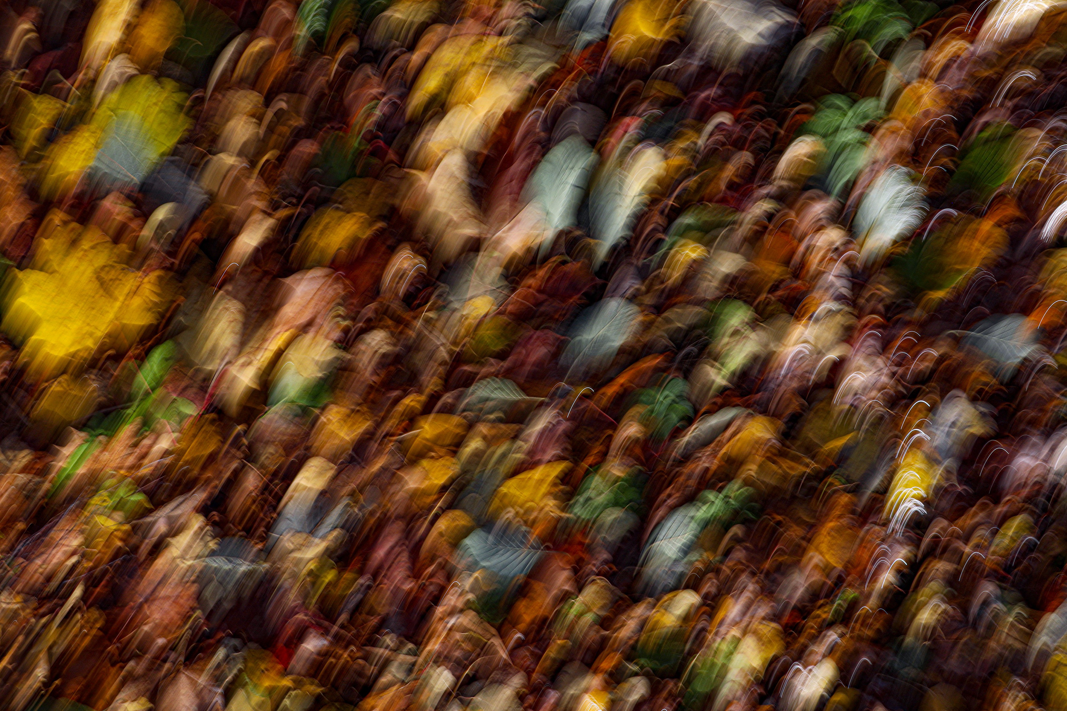 Tommi Anttonen, The trees.1 Tommi Anttonen, The trees.1