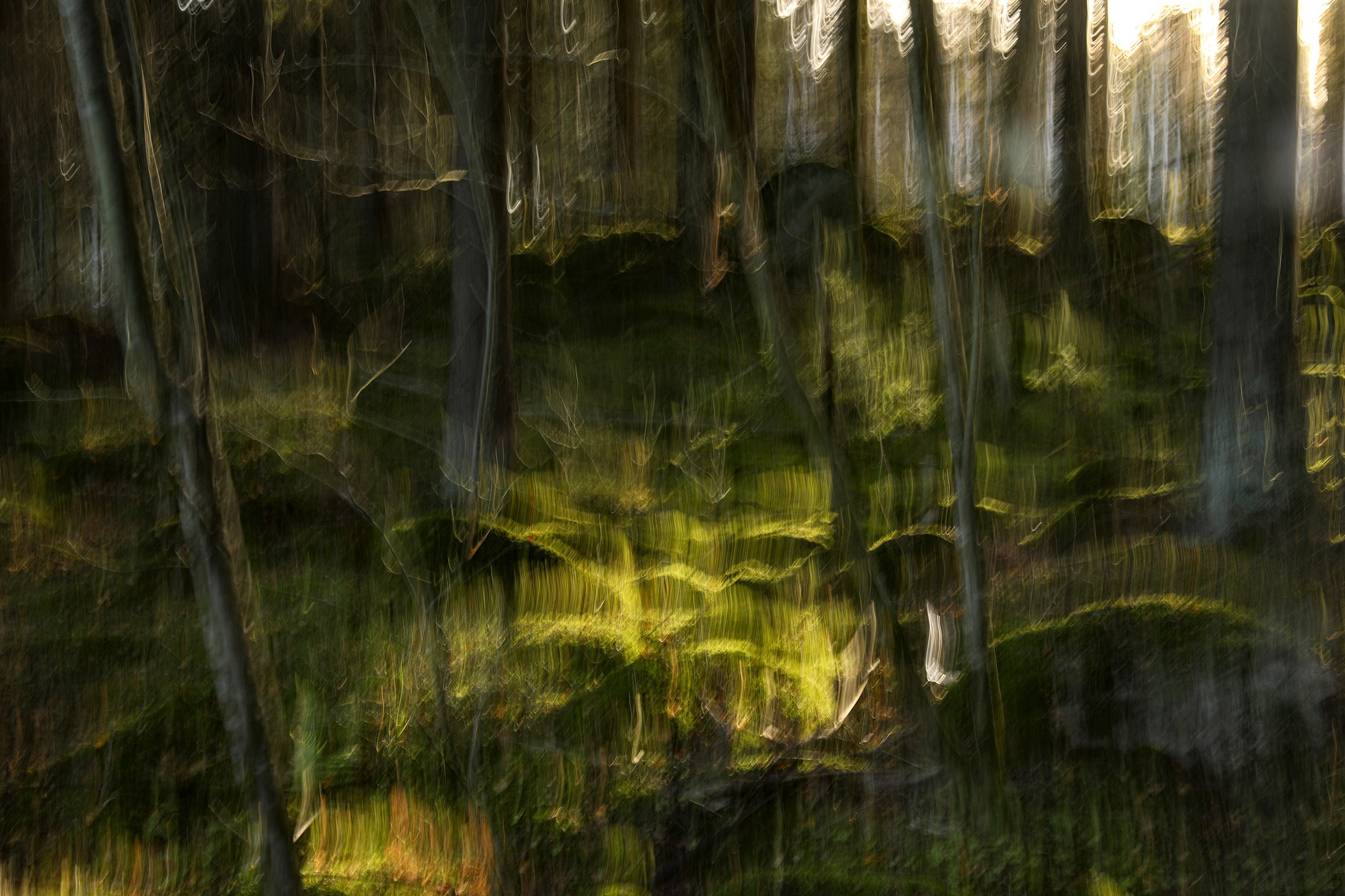 Tommi Anttonen, The trees.4 Tommi Anttonen, The trees.4