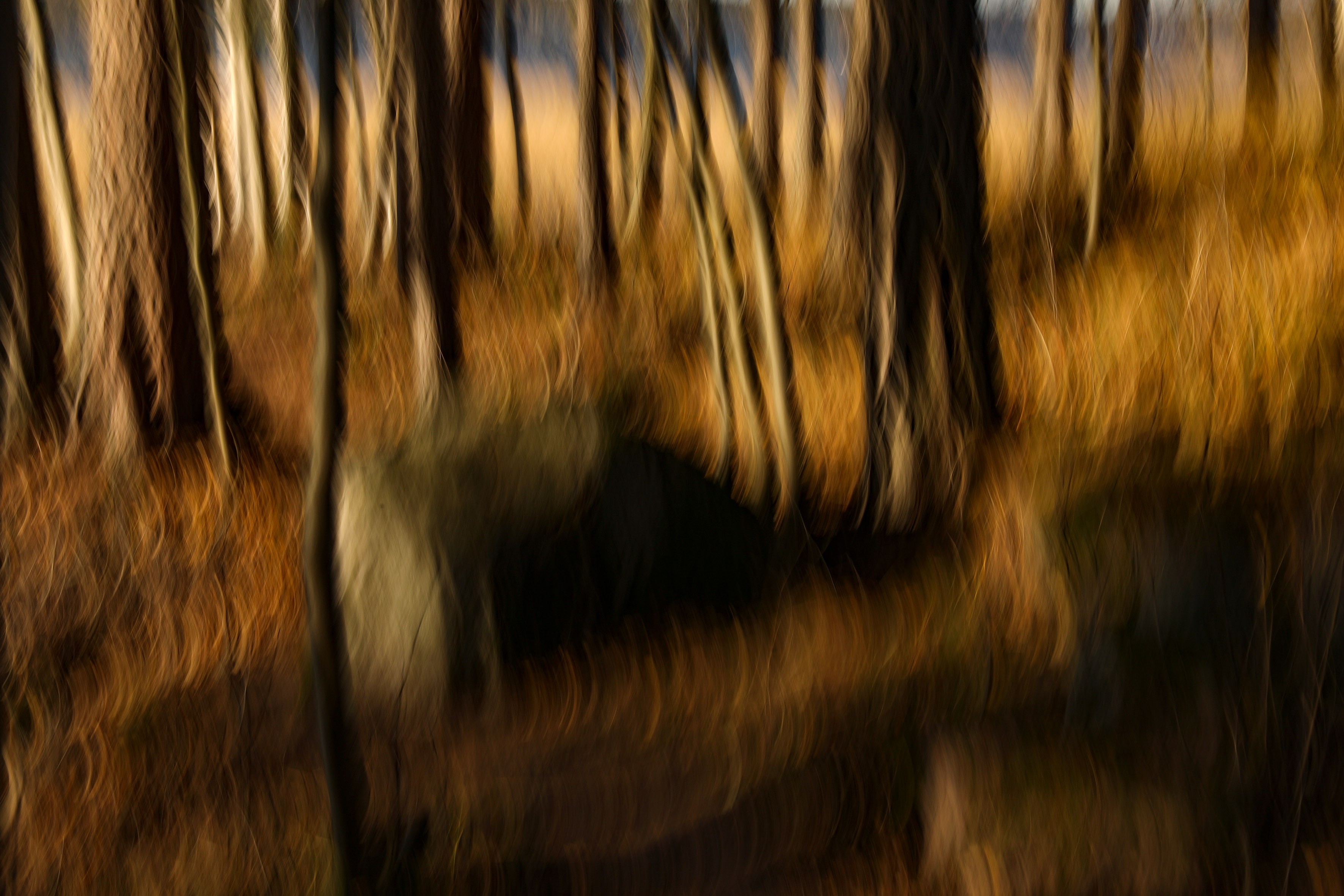 Tommi Anttonen, The trees.5 Tommi Anttonen, The trees.5