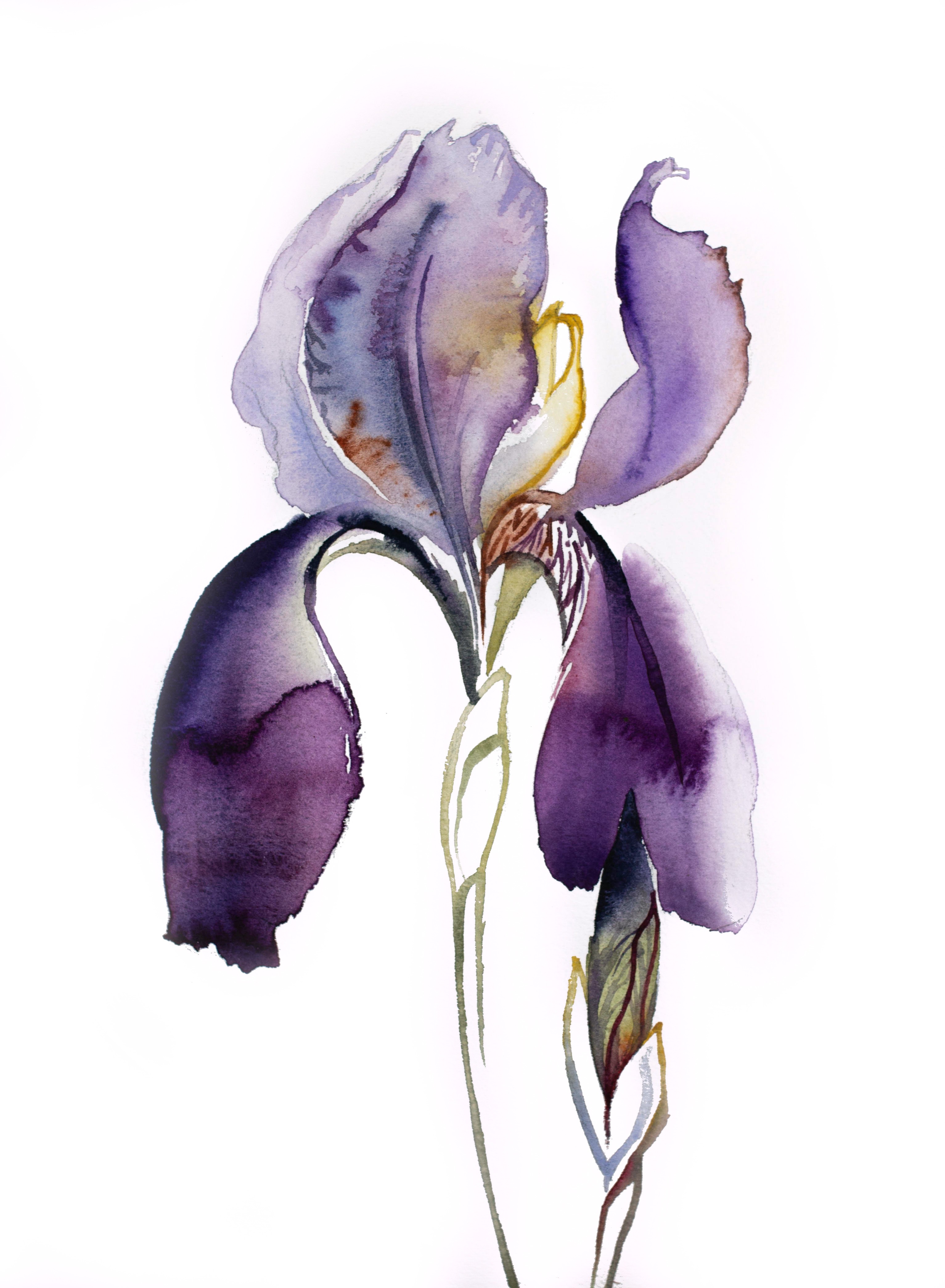 Elizabeth Becker, Iris No. 125 Elizabeth Becker, Iris No. 125