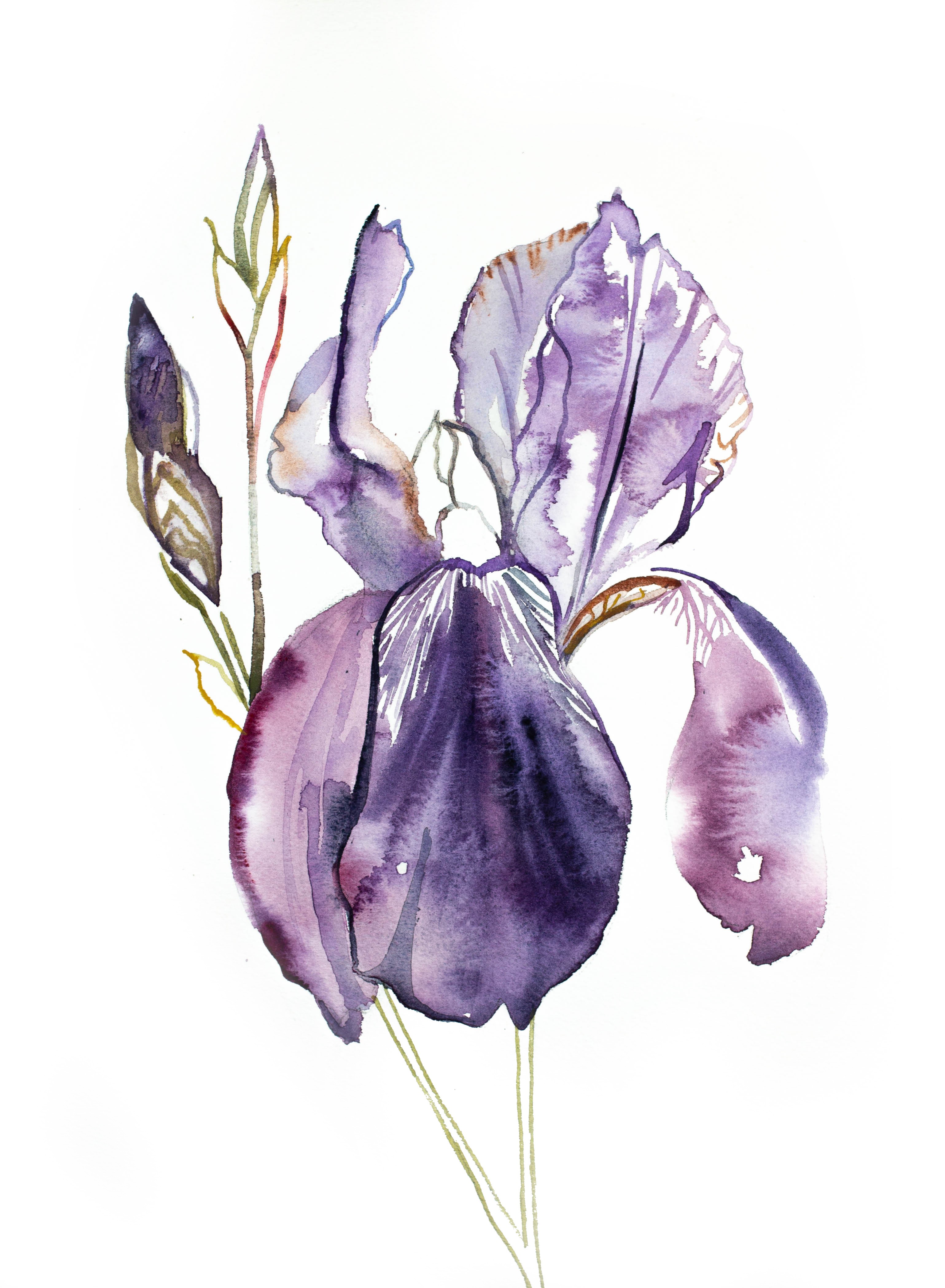 Elizabeth Becker, Iris No. 126 Elizabeth Becker, Iris No. 126