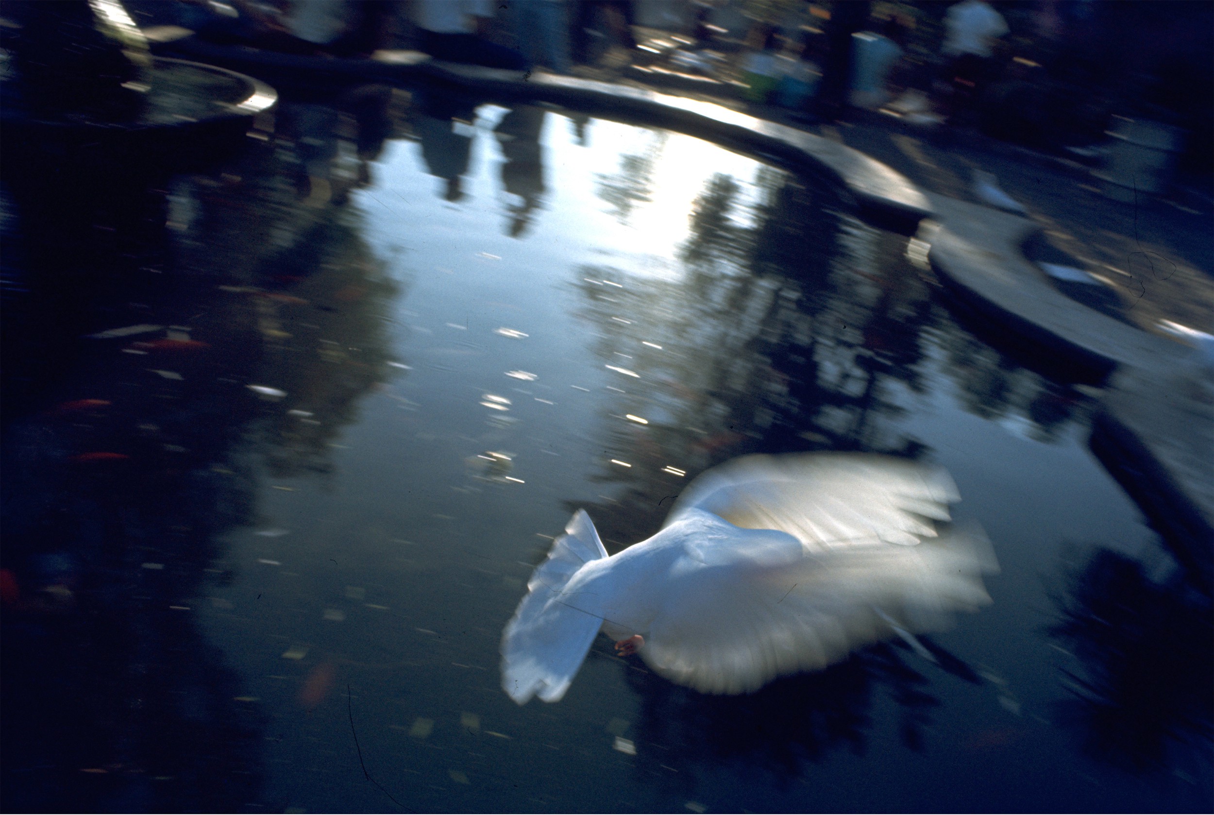 Michael K. Yamaoka, Dove, San Luis Obispo Michael K. Yamaoka, Dove, San Luis Obispo