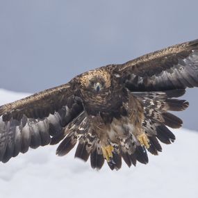 Fotografía, Golden Eagle - Aquila chrysaetos, Ivaylo Zafirov