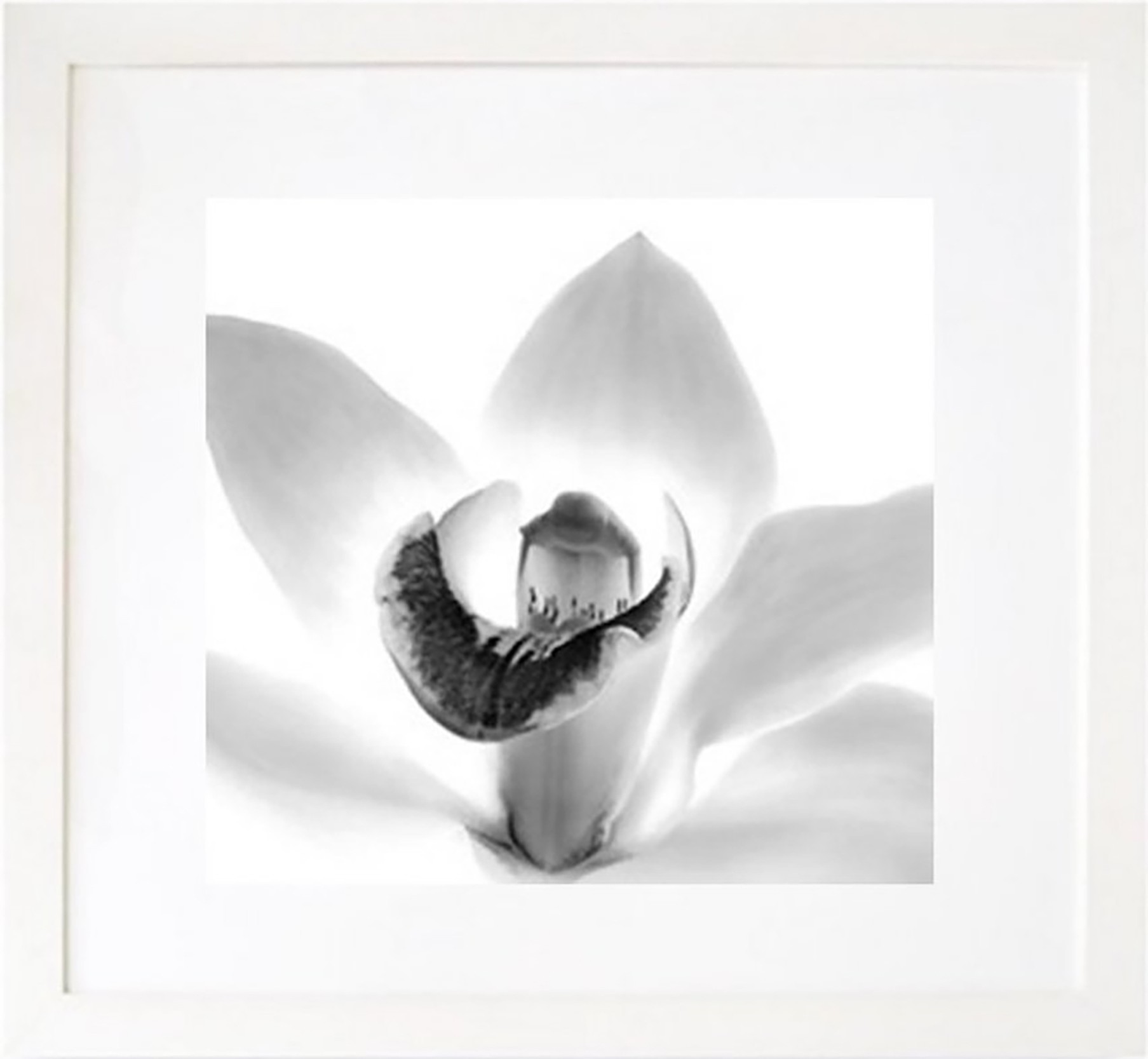 Iran Issa-Khan, Orchid Iran Issa-Khan, Orchid