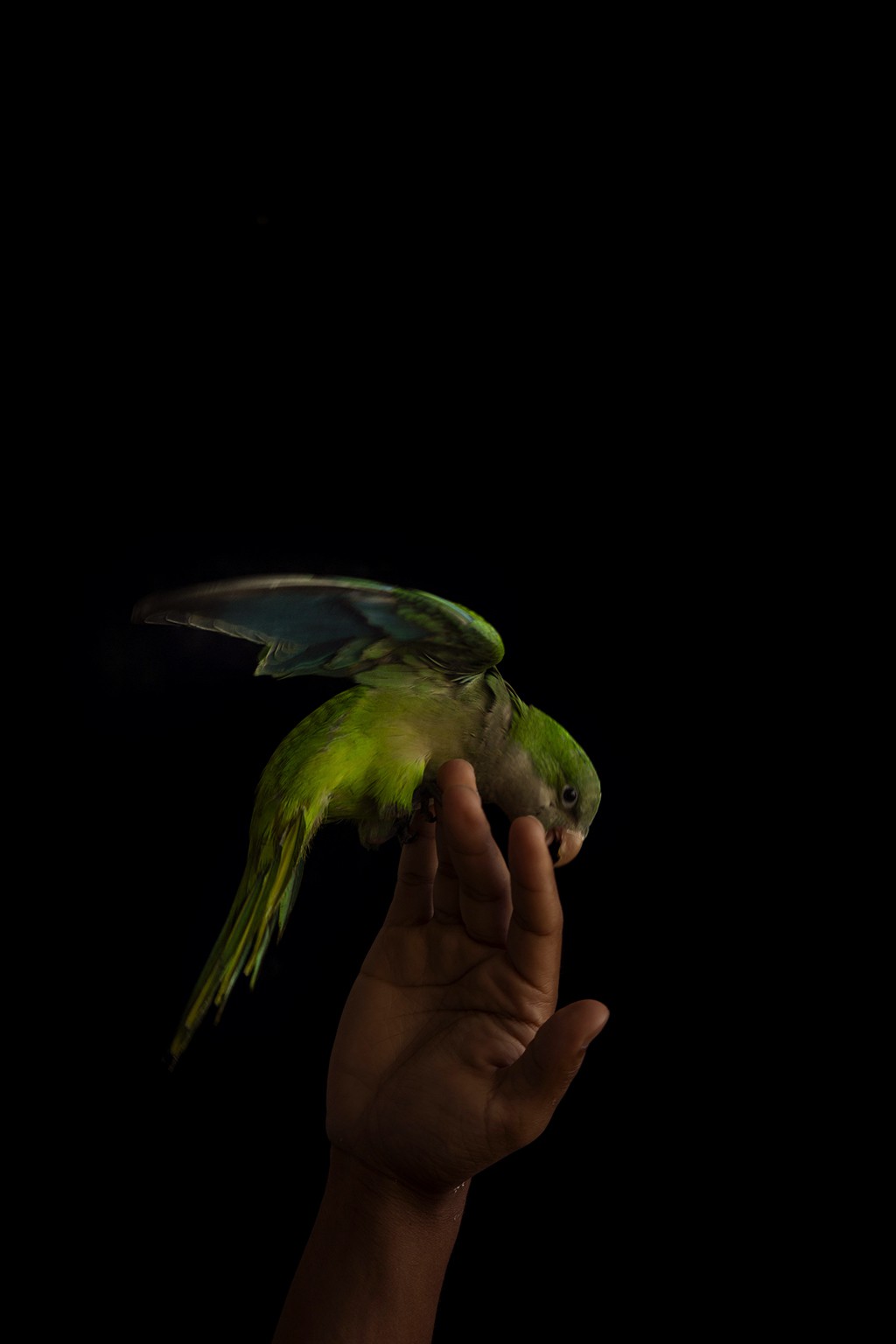 Ricky Cohete, Pajaro Ricky Cohete, Pajaro