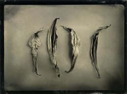 Leaves, Mauricio Sapata