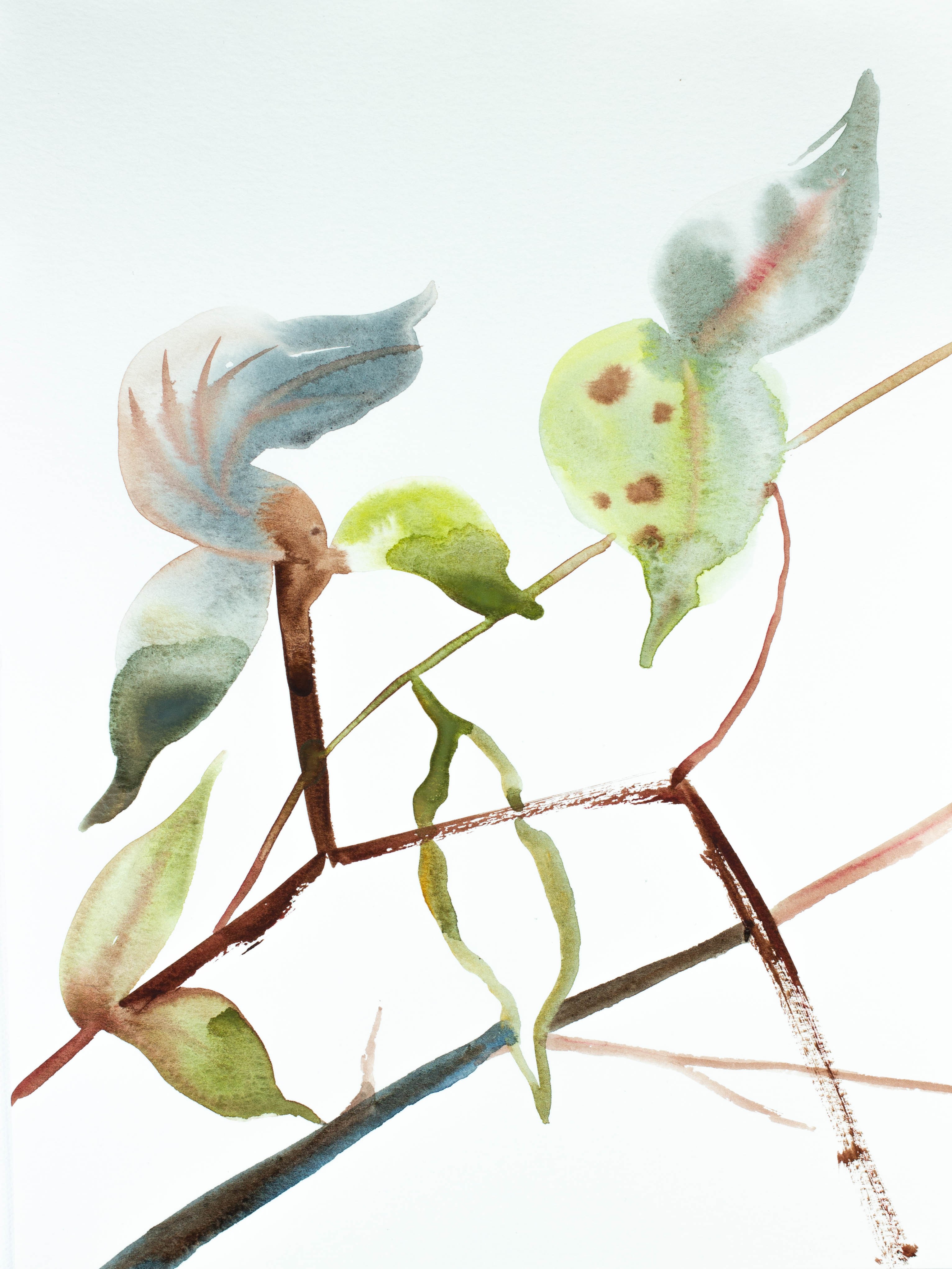 Elizabeth Becker, Plant Study No. 65 Elizabeth Becker, Plant Study No. 65