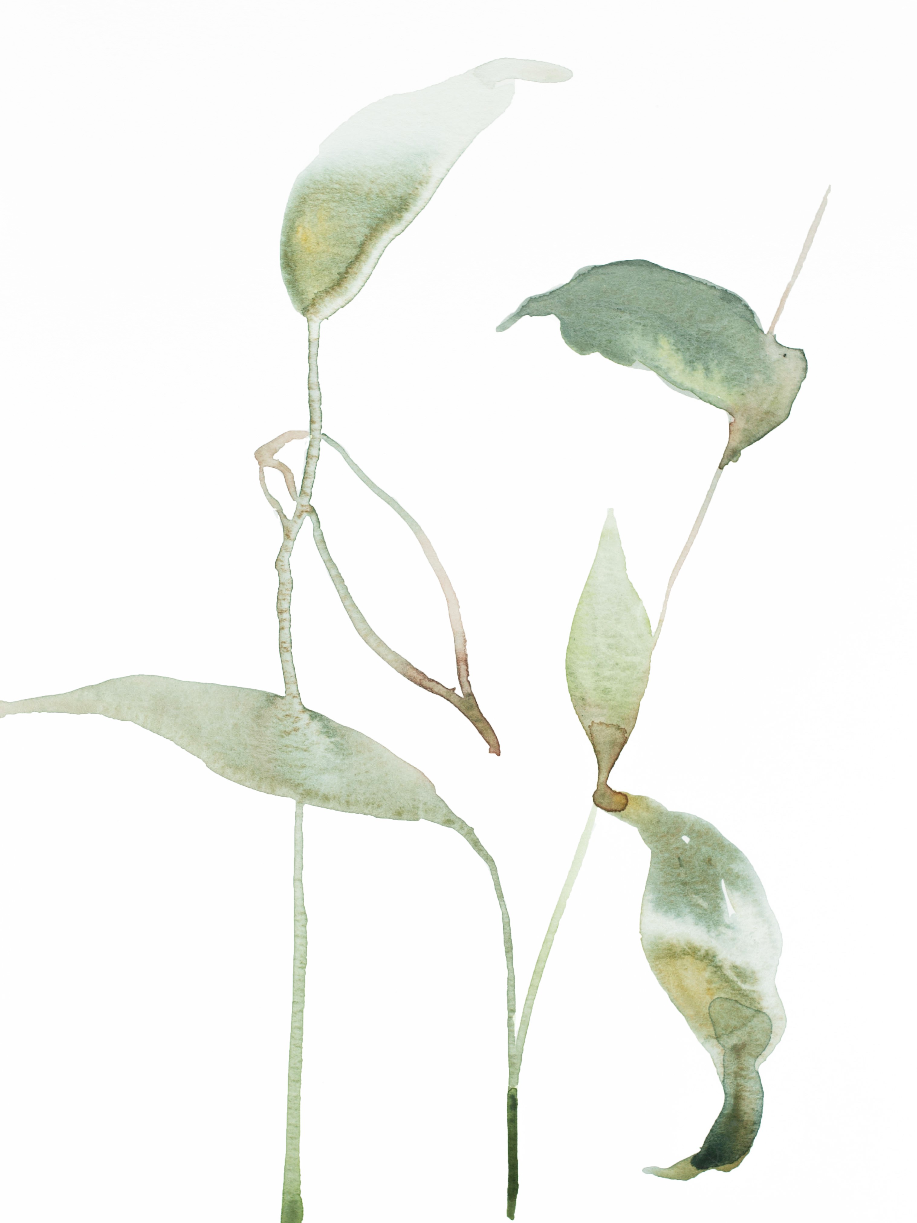Elizabeth Becker, Plant Study No. 64 Elizabeth Becker, Plant Study No. 64