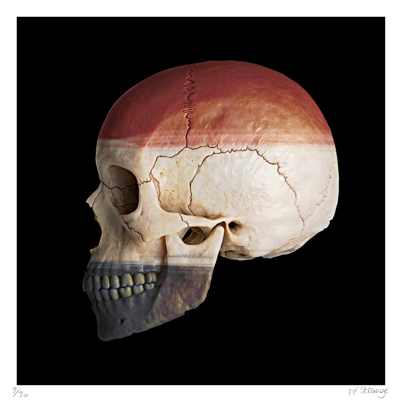 Jean-Marie Gitard (Mr Strange), Skull - Netherland Jean-Marie Gitard (Mr Strange), Skull - Netherland