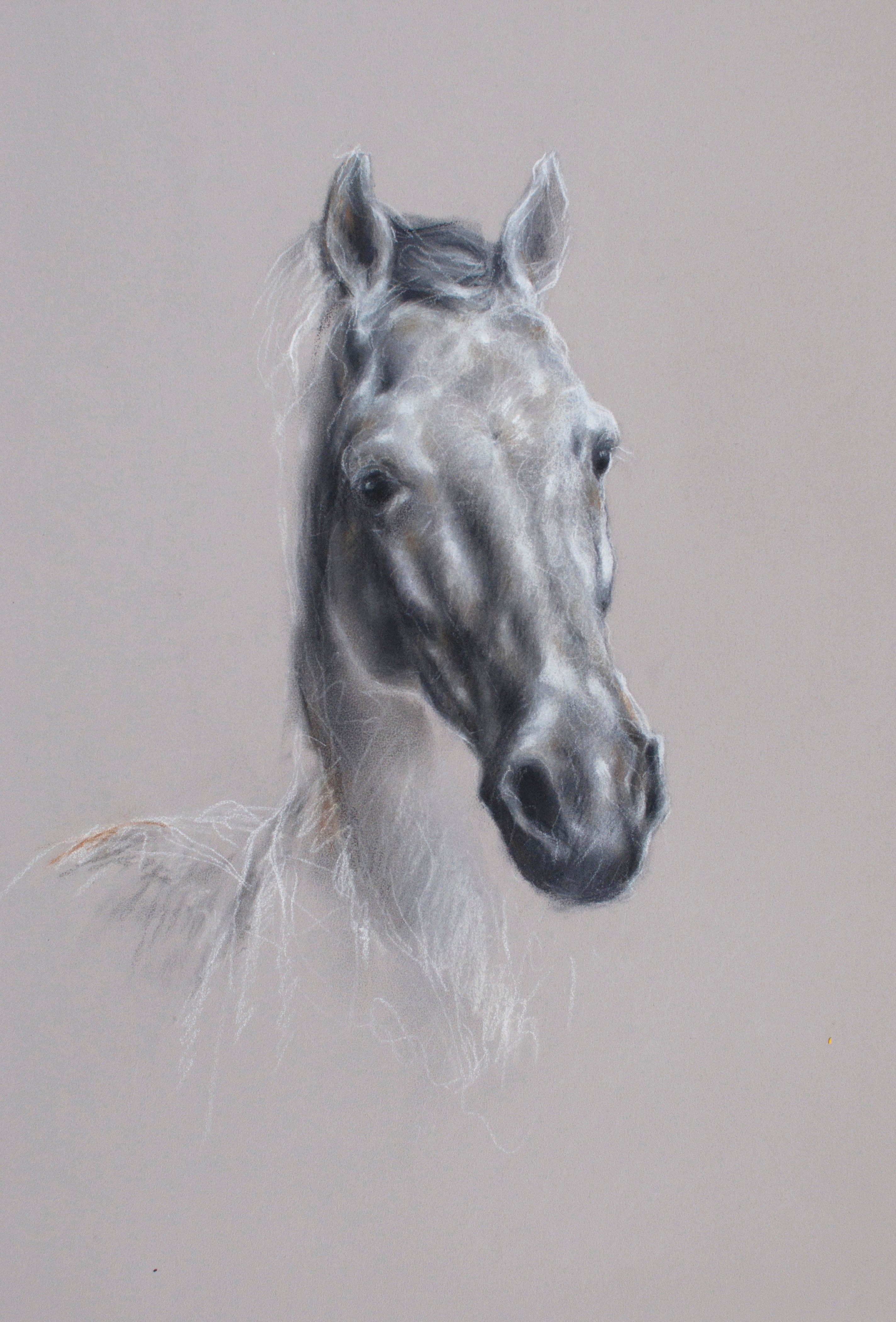 Diana Torje, Head Study Diana Torje, Head Study