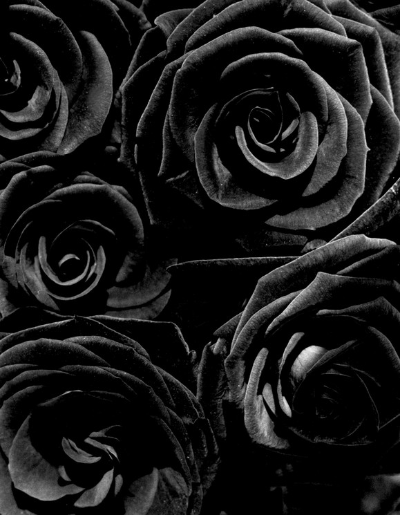 black rose background