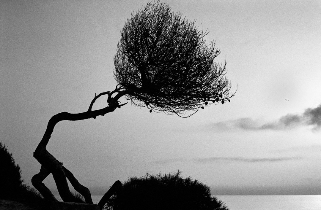 Richard Dunkley, Cap Ferrat Pine Richard Dunkley, Cap Ferrat Pine