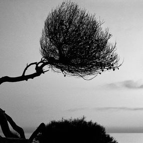 Fotografien, Cap Ferrat Pine, Richard Dunkley