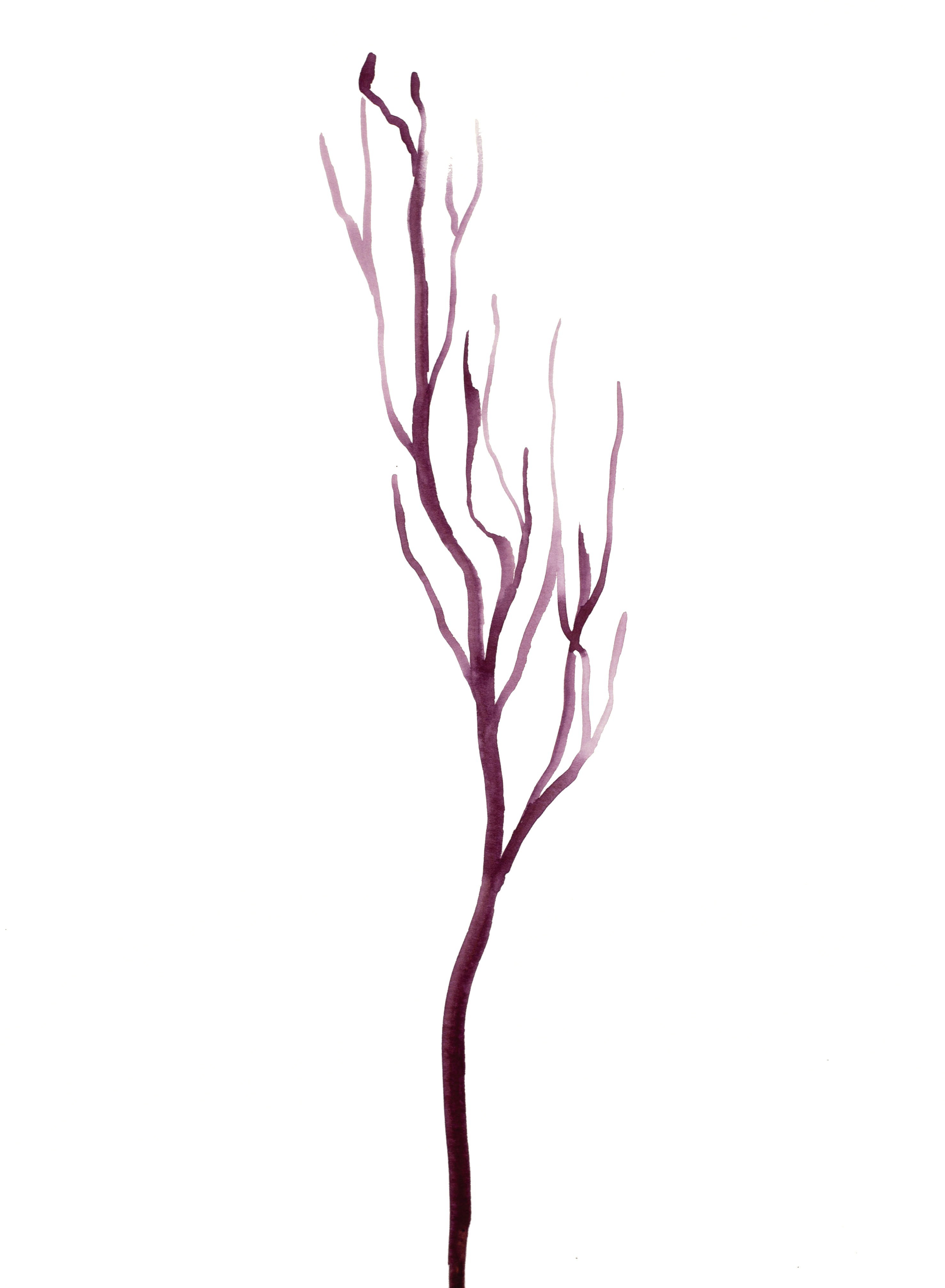 Elizabeth Becker, Tree Study No. 42 Elizabeth Becker, Tree Study No. 42