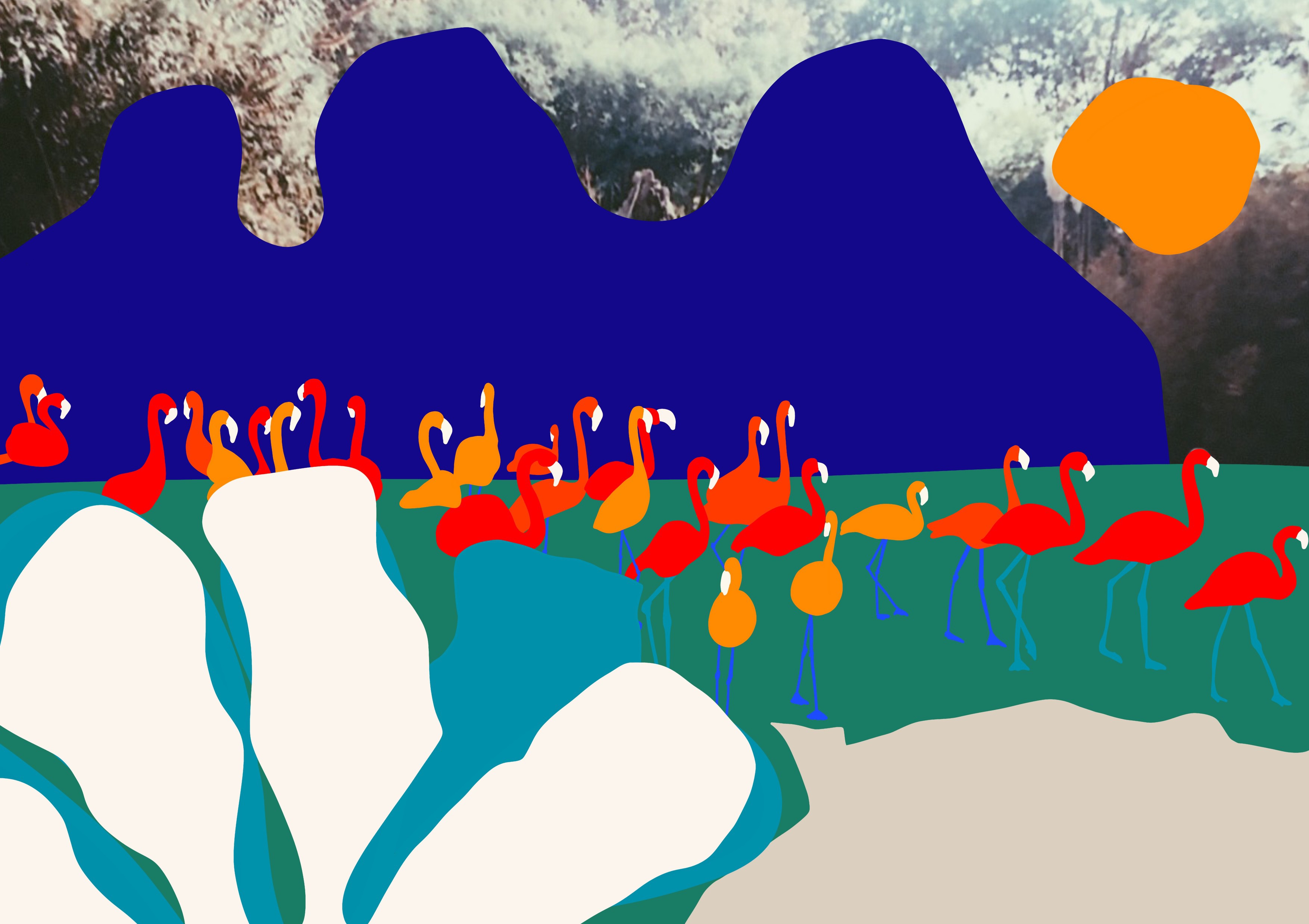 Zhana Mitkova, Flamingos Zhana Mitkova, Flamingos