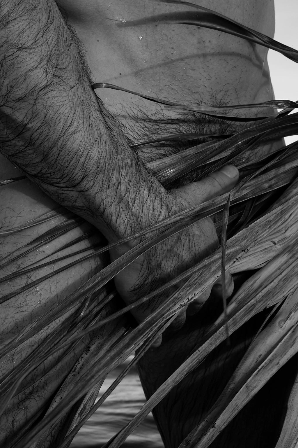 Ricky Cohete, Palm, Two Ricky Cohete, Palm, Two