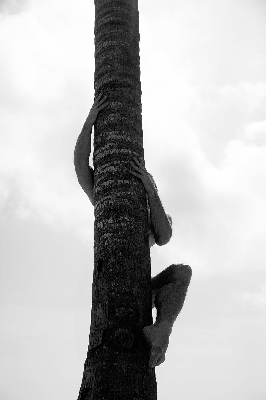 Ricky Cohete, Palm Climb, One Ricky Cohete, Palm Climb, One