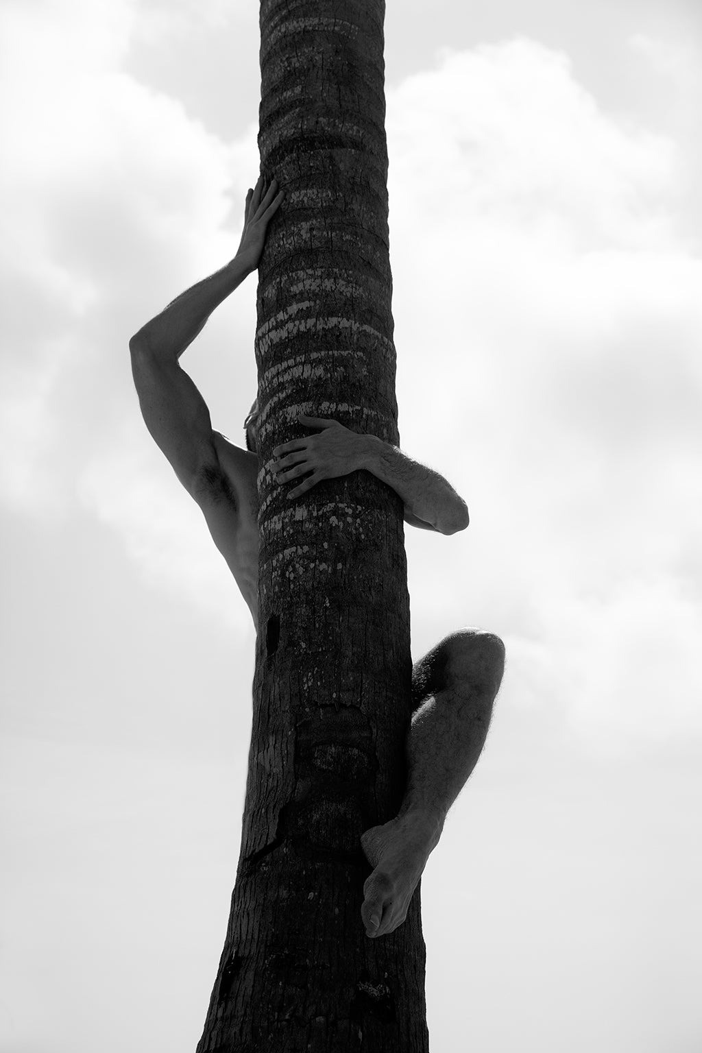 Ricky Cohete, Palm Climb, Two Ricky Cohete, Palm Climb, Two