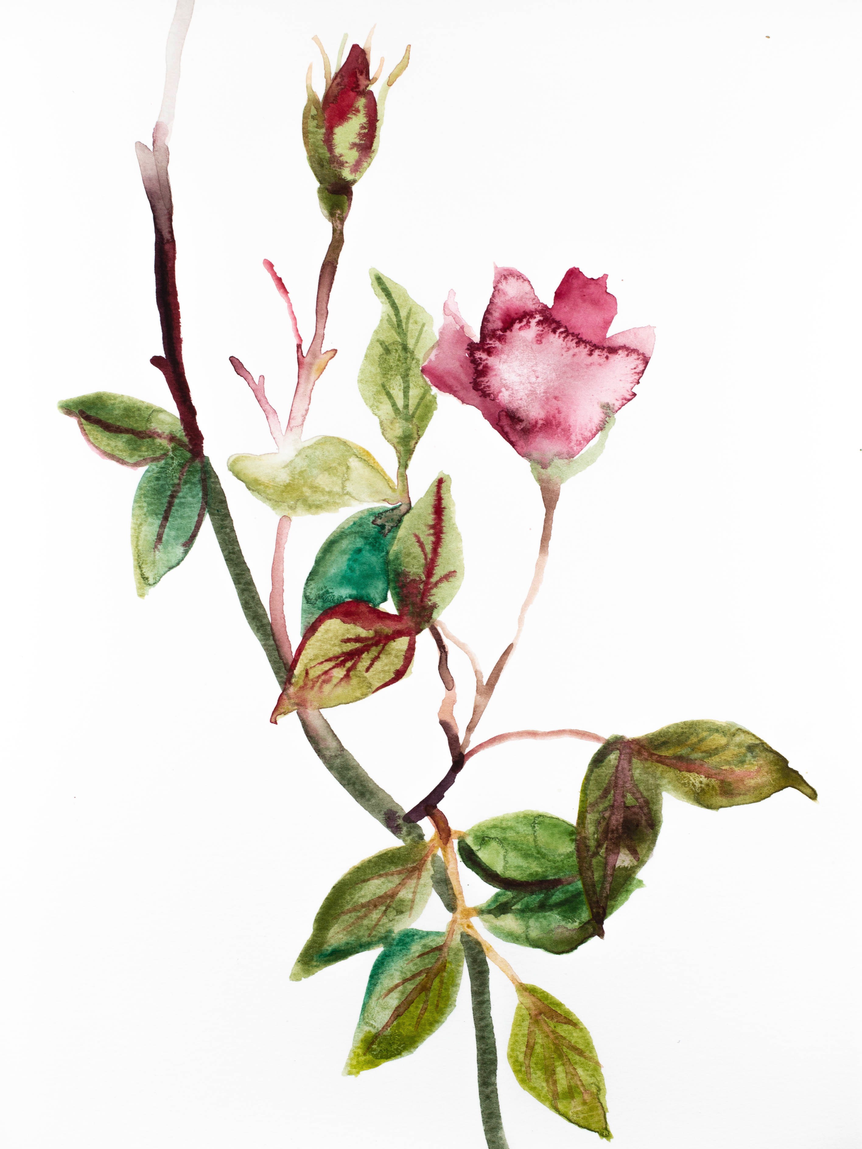 Elizabeth Becker, Rose Study No. 49 Elizabeth Becker, Rose Study No. 49