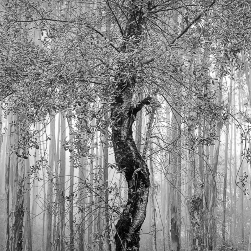 Gonçalo Martins, Blaya Tree Gonçalo Martins, Blaya Tree