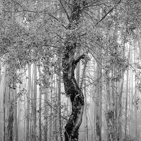 Photography, Blaya Tree, Gonçalo Martins
