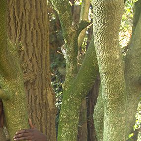 Uwe Ommer, Women and Tree III Uwe Ommer, Women and Tree III