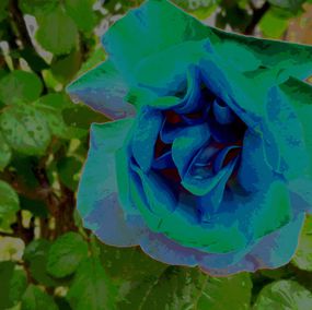 Drucke, Blue rose, Alessandra Bisi