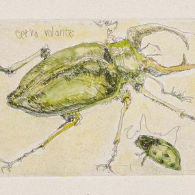 Drucke, Insects, Sergio Barletta