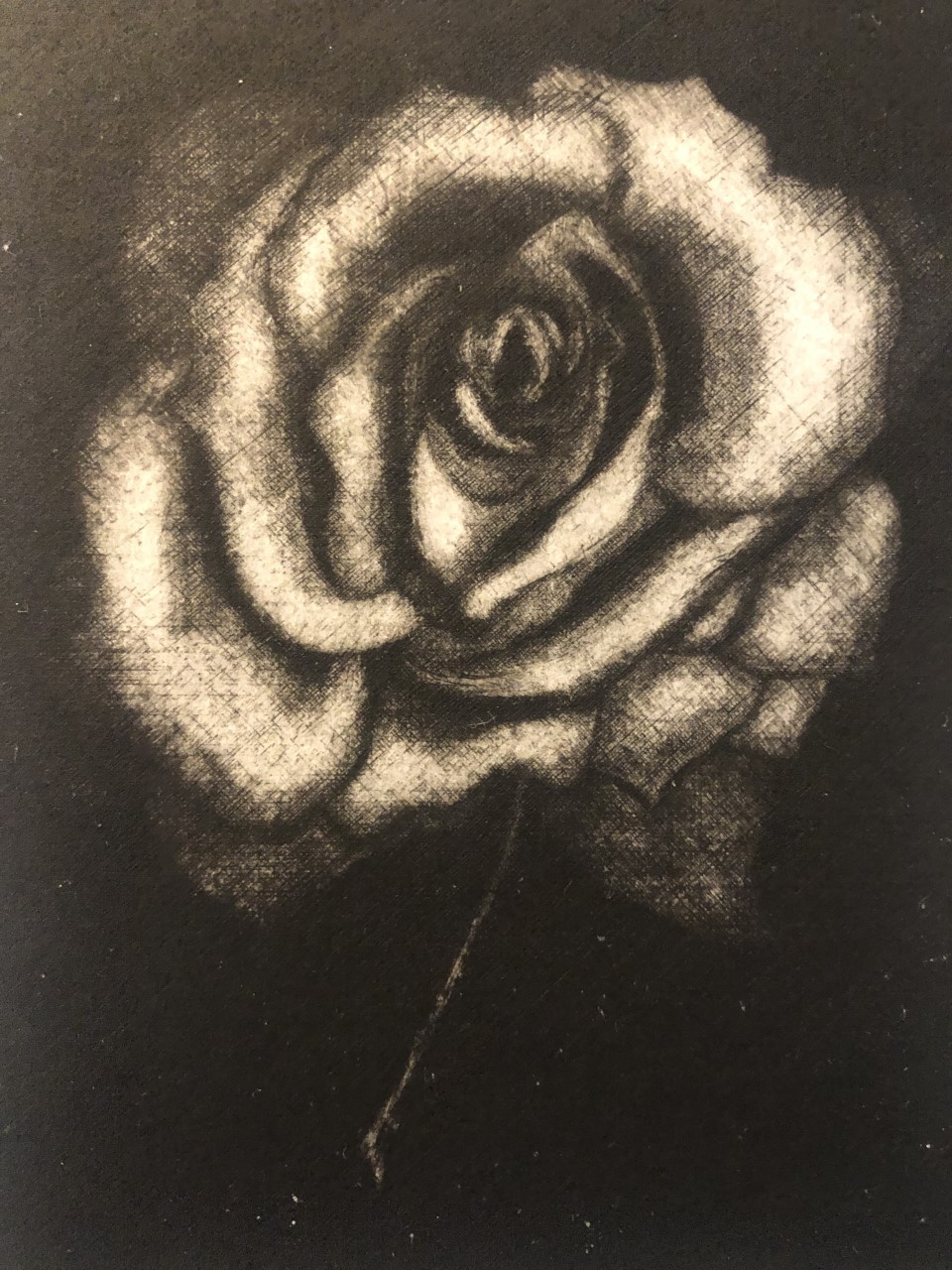 Anna Laura Cartocci, Rose Anna Laura Cartocci, Rose