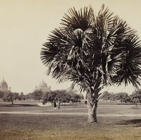 Photographie, Palm Tree Study, Samuel Bourne