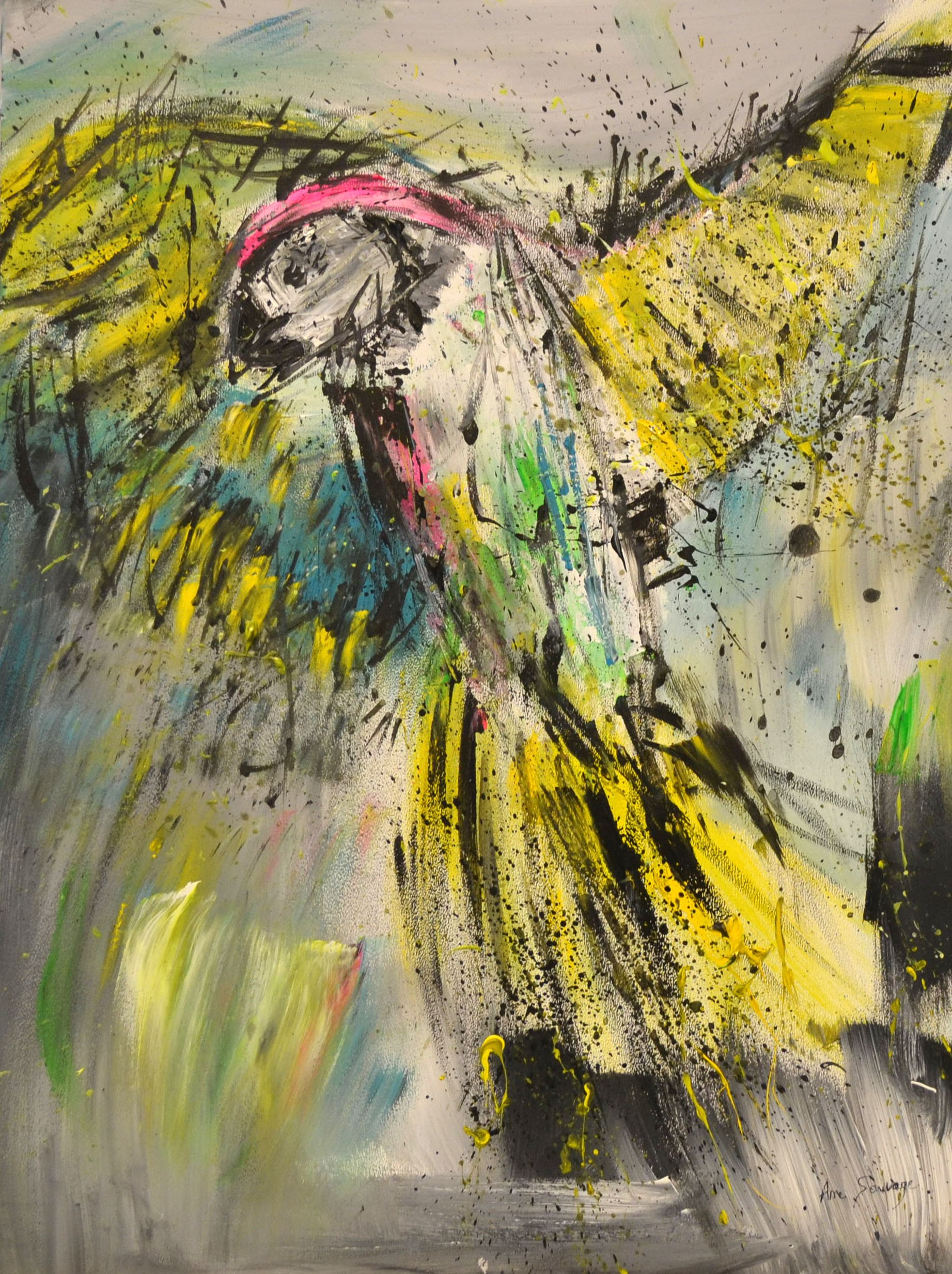 Âme Sauvage, Le beau perroquet Âme Sauvage, Le beau perroquet
