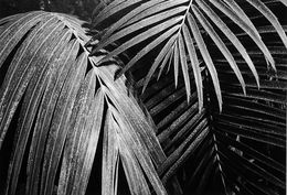 Photographie, Garden 2 - Coffret prestige # 9 - Portfolio de 6 photos, Jörg Krichbaum