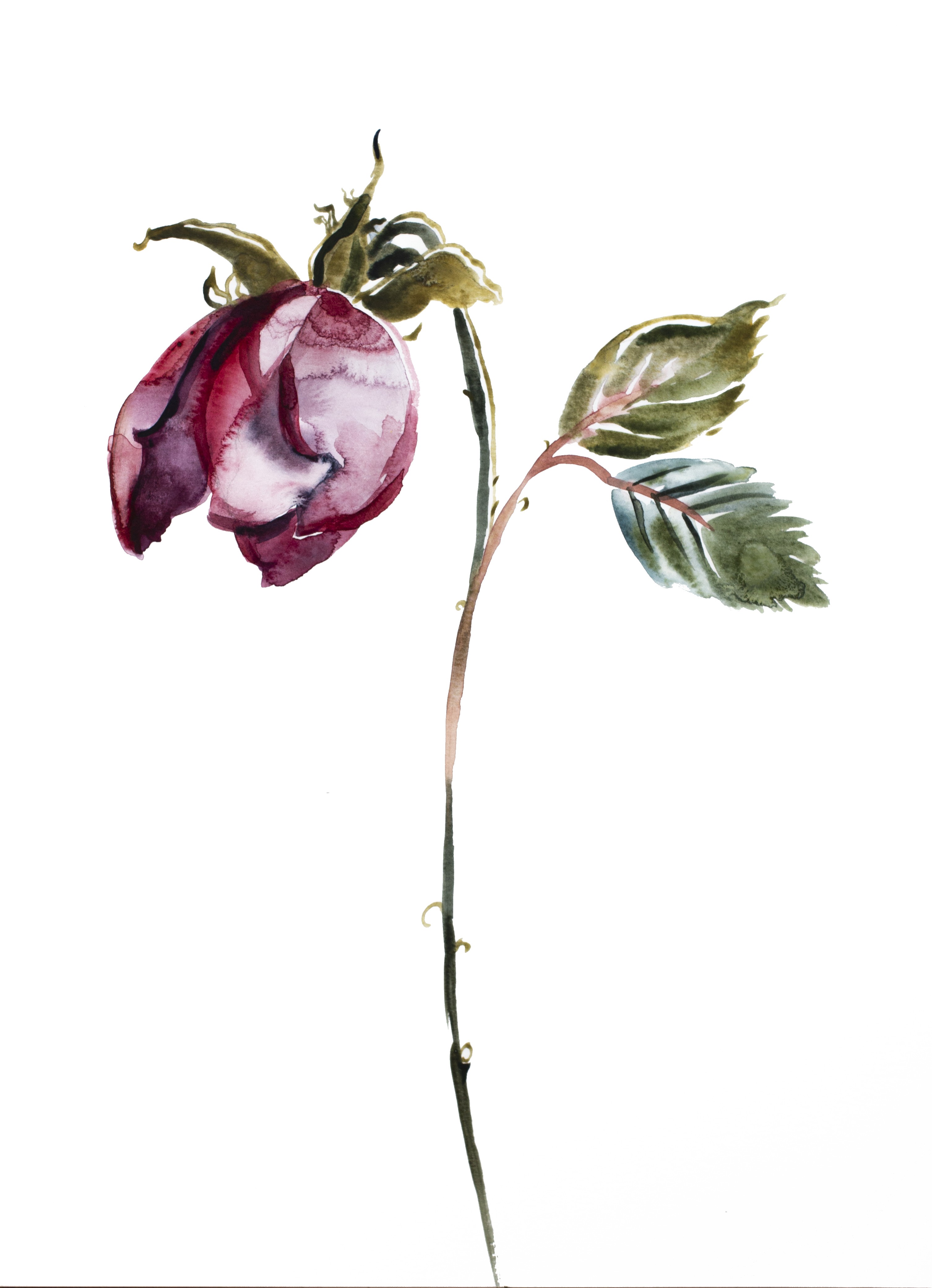 Elizabeth Becker, Rose Study No. 50 Elizabeth Becker, Rose Study No. 50