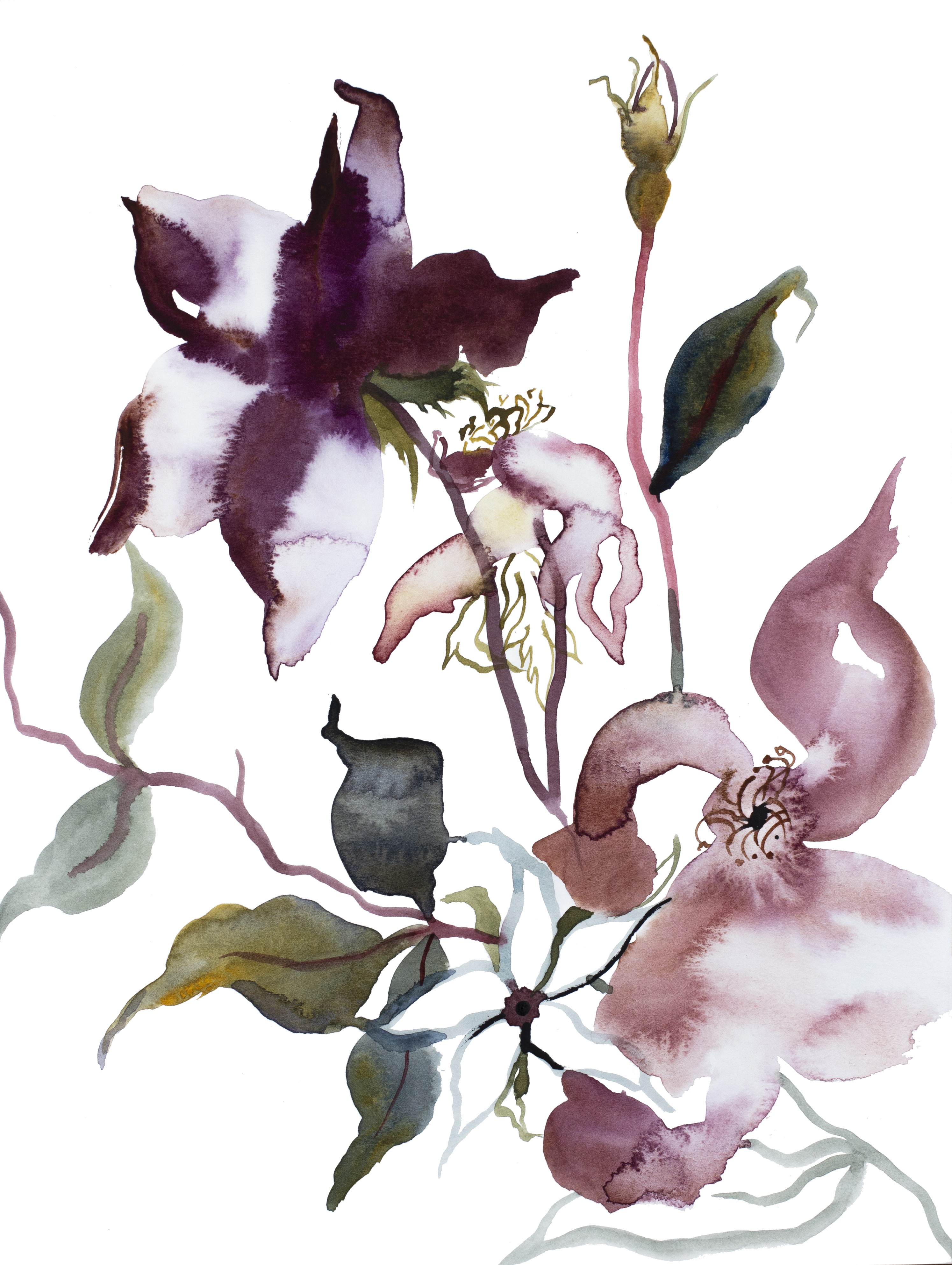Elizabeth Becker, Rose Study No. 51 Elizabeth Becker, Rose Study No. 51