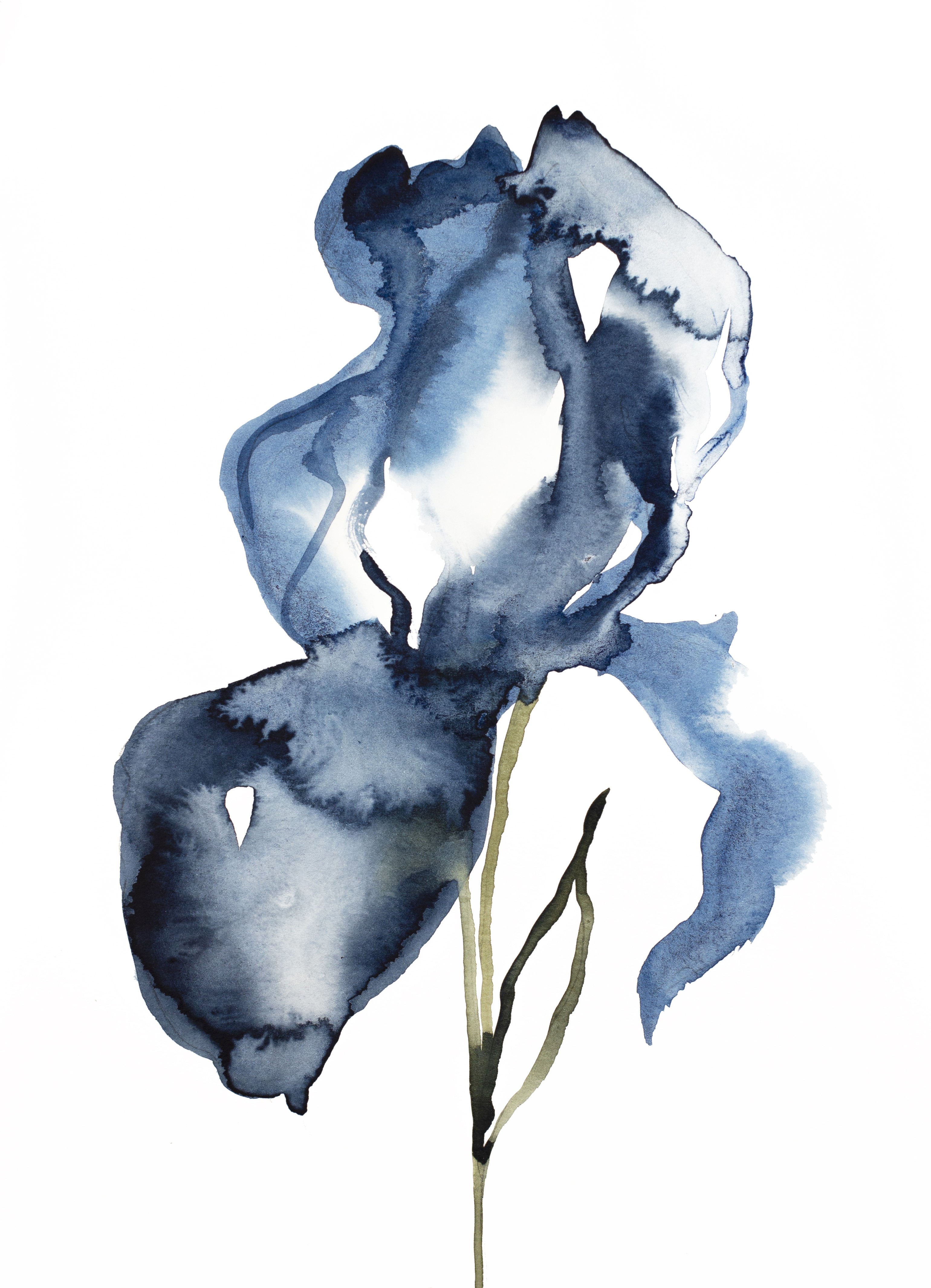 Elizabeth Becker, Iris No. 127 Elizabeth Becker, Iris No. 127
