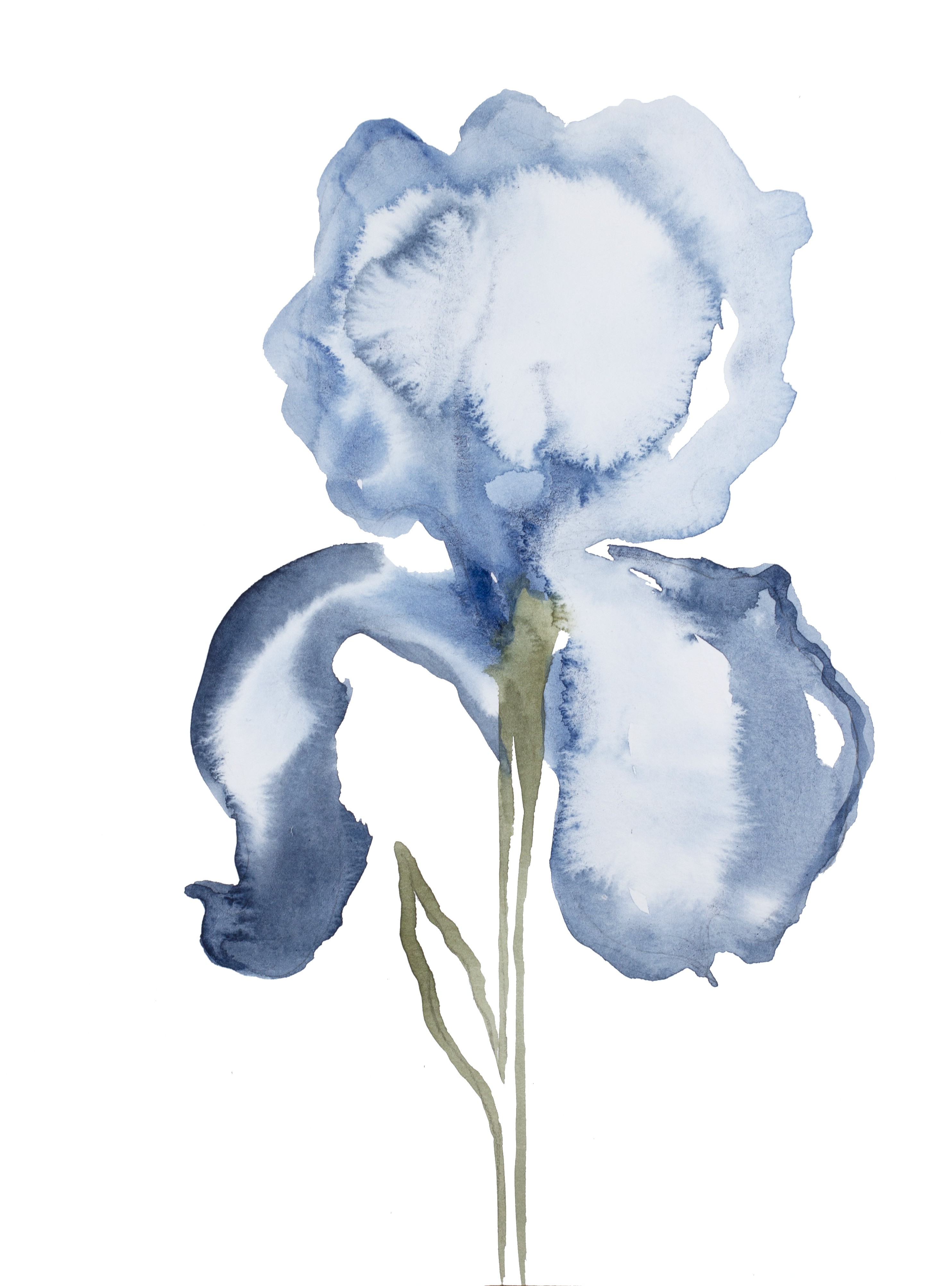 Elizabeth Becker, Iris No. 128 Elizabeth Becker, Iris No. 128