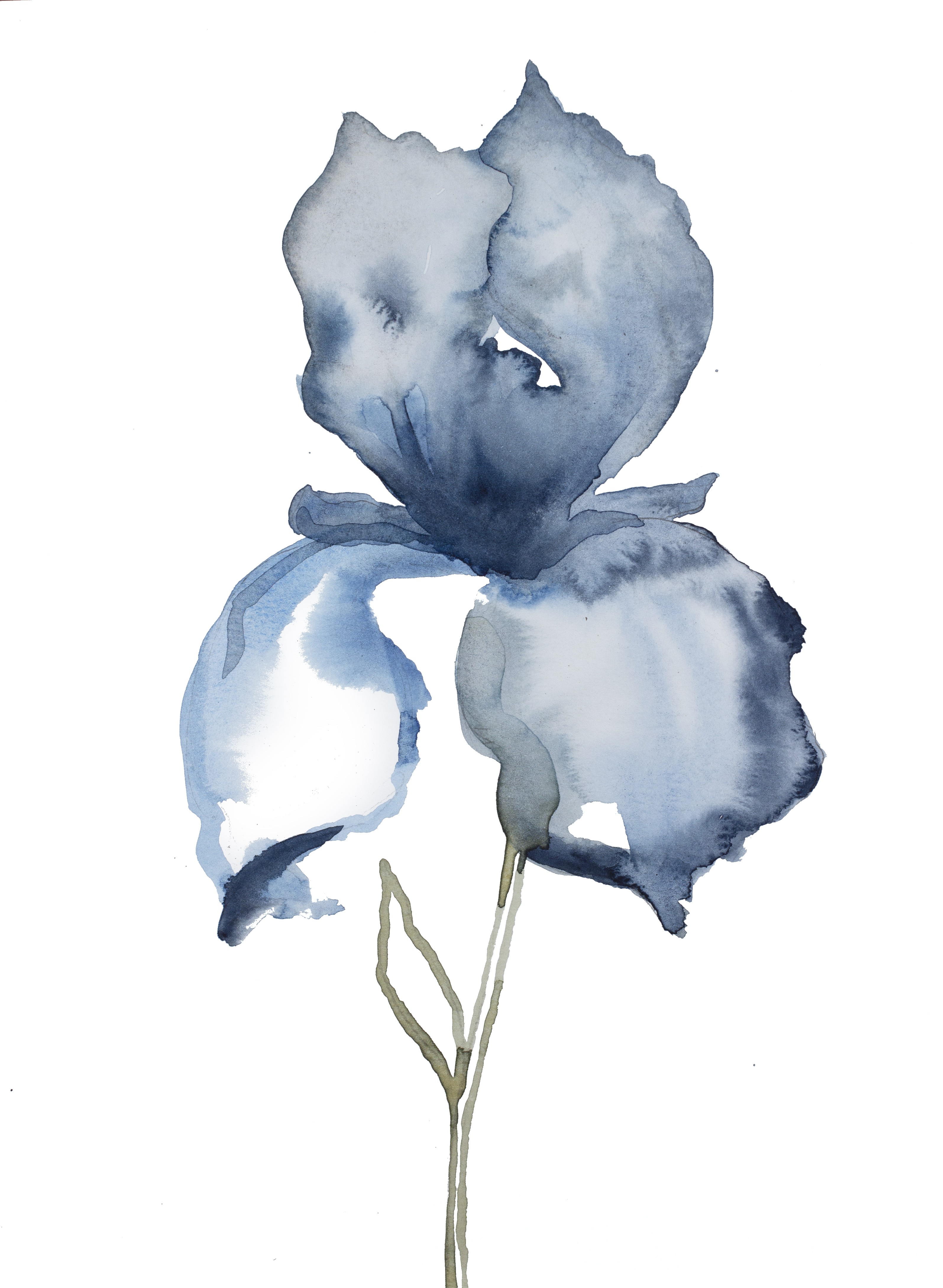 Elizabeth Becker, Iris No. 129 Elizabeth Becker, Iris No. 129